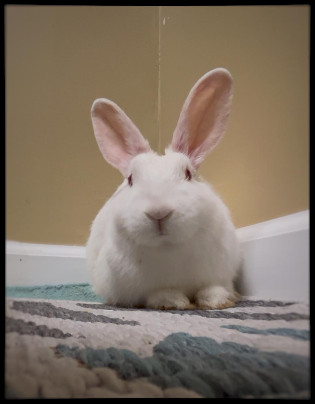 Enlarge Sweet Jasmine (would be a great bondmate!), an adopted New Zealand in Asheville, NC image 2/4