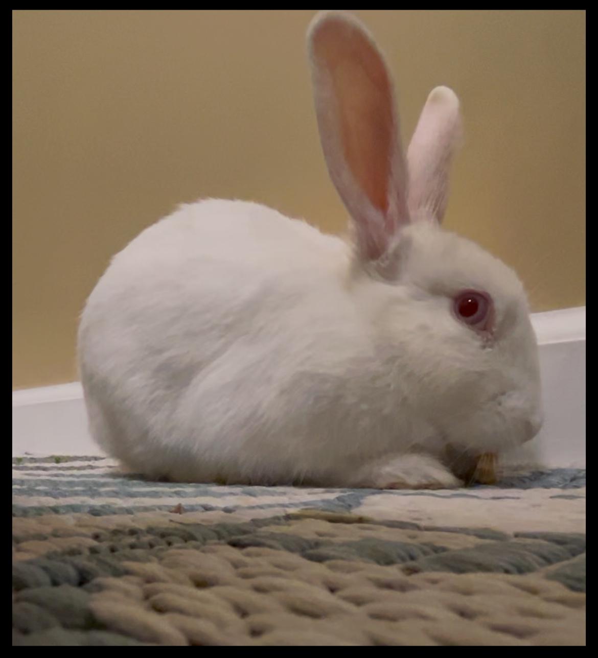 Enlarge Sweet Jasmine (would be a great bondmate!), an adopted New Zealand in Asheville, NC image 3/4