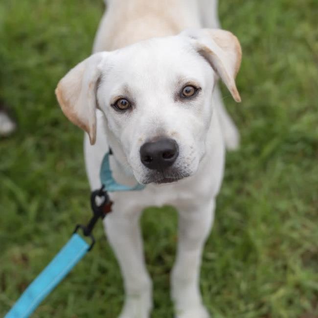 Enlarge Rylee, a Adoptable mixed breed in San Diego, CA image 1/3