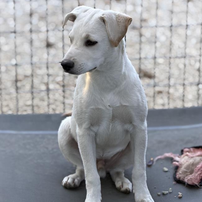Enlarge Rylee, a Adoptable mixed breed in San Diego, CA image 2/3