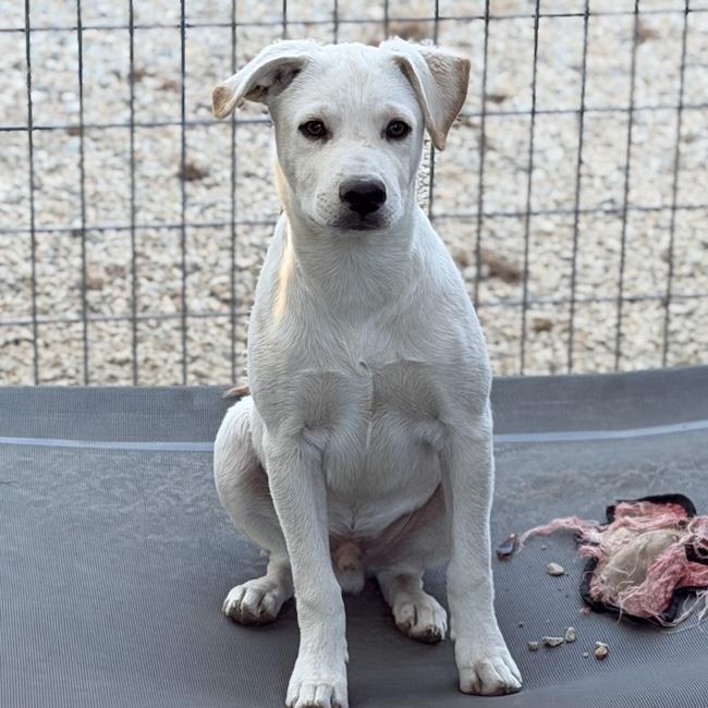 Enlarge Rylee, a Adoptable mixed breed in San Diego, CA image 3/3