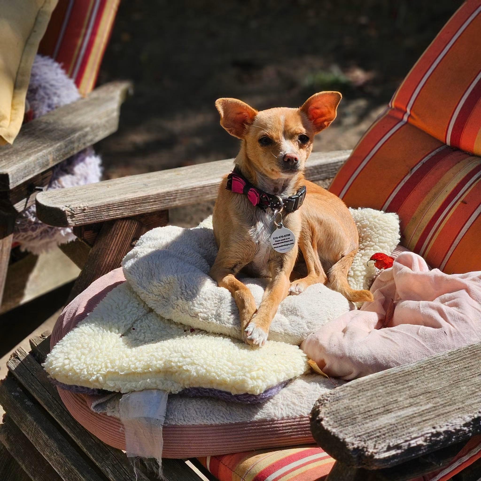 Enlarge Hope, a Adoptable Chihuahua in clayton , CA image 4/4