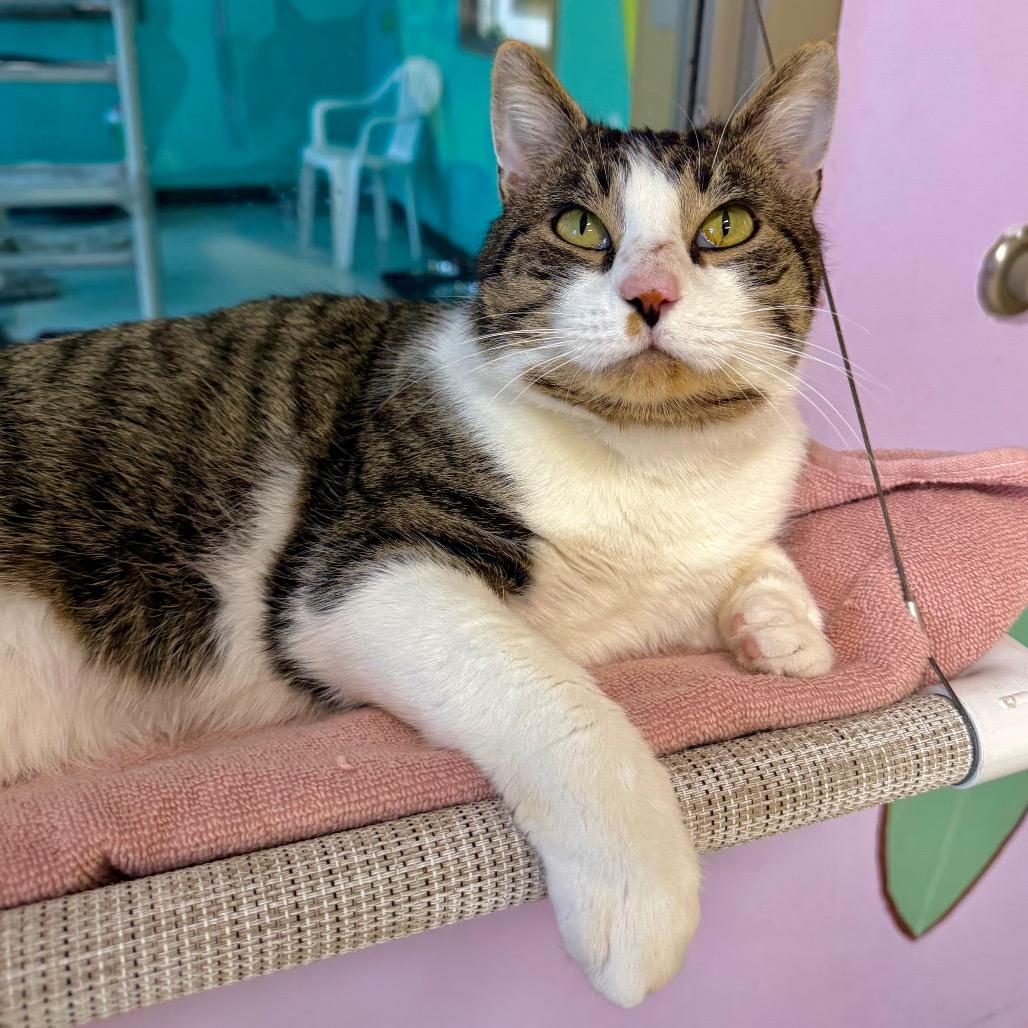 Galileo, Adoptable, Adult Male Domestic Short Hair.