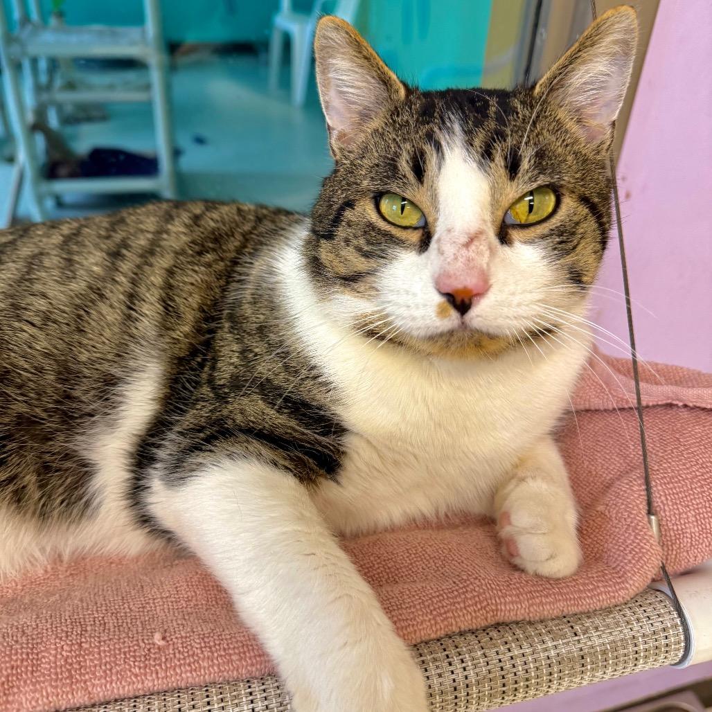 Enlarge Galileo, a Adoptable mixed breed in Binghamton, NY image 2/6