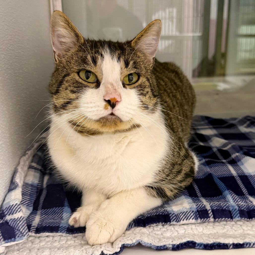 Enlarge Galileo, a Adoptable mixed breed in Binghamton, NY image 3/6