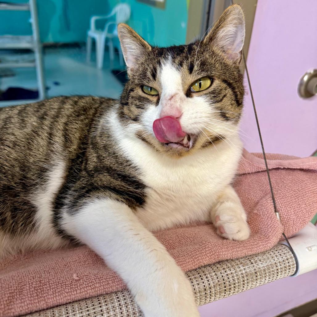 Enlarge Galileo, a Adoptable mixed breed in Binghamton, NY image 5/6