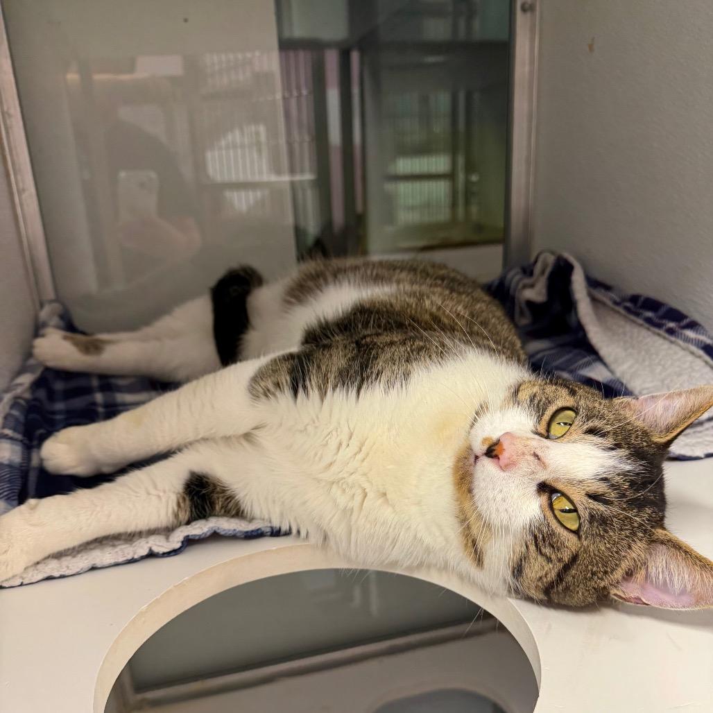 Enlarge Galileo, a Adoptable mixed breed in Binghamton, NY image 6/6