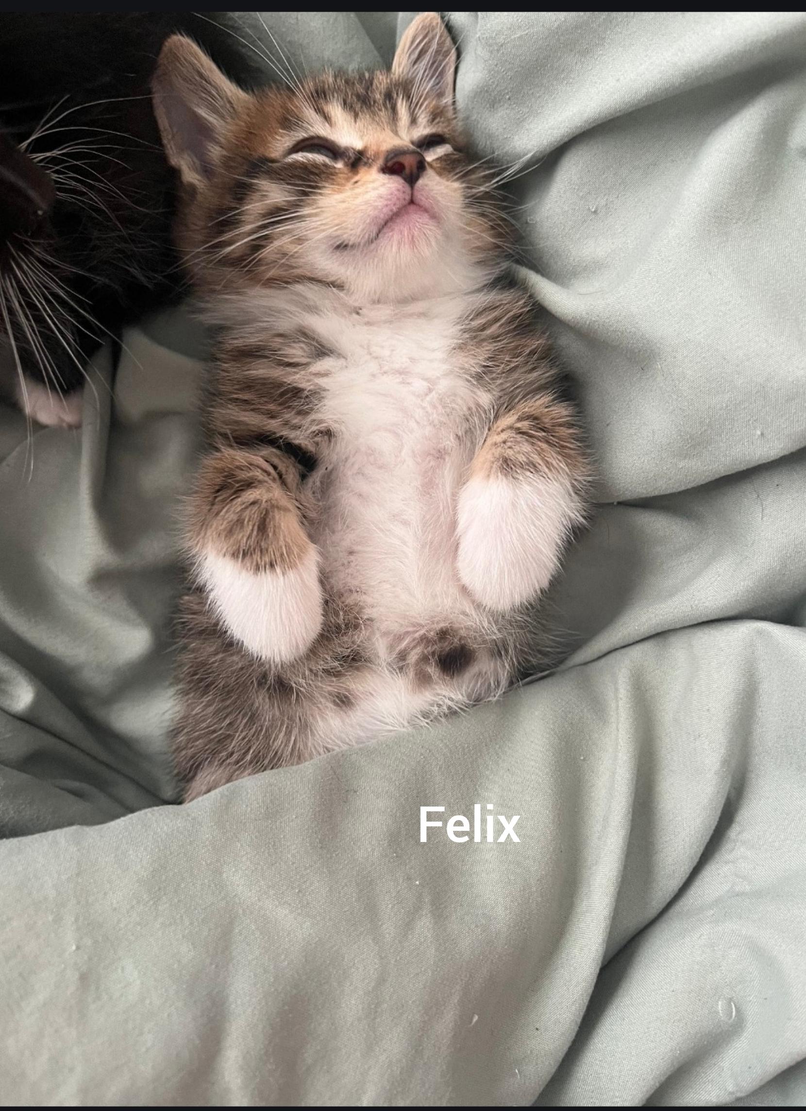 Enlarge Felix (Orlando, FL), a ADOPTABLE American Shorthair in Orlando, FL image 2/3