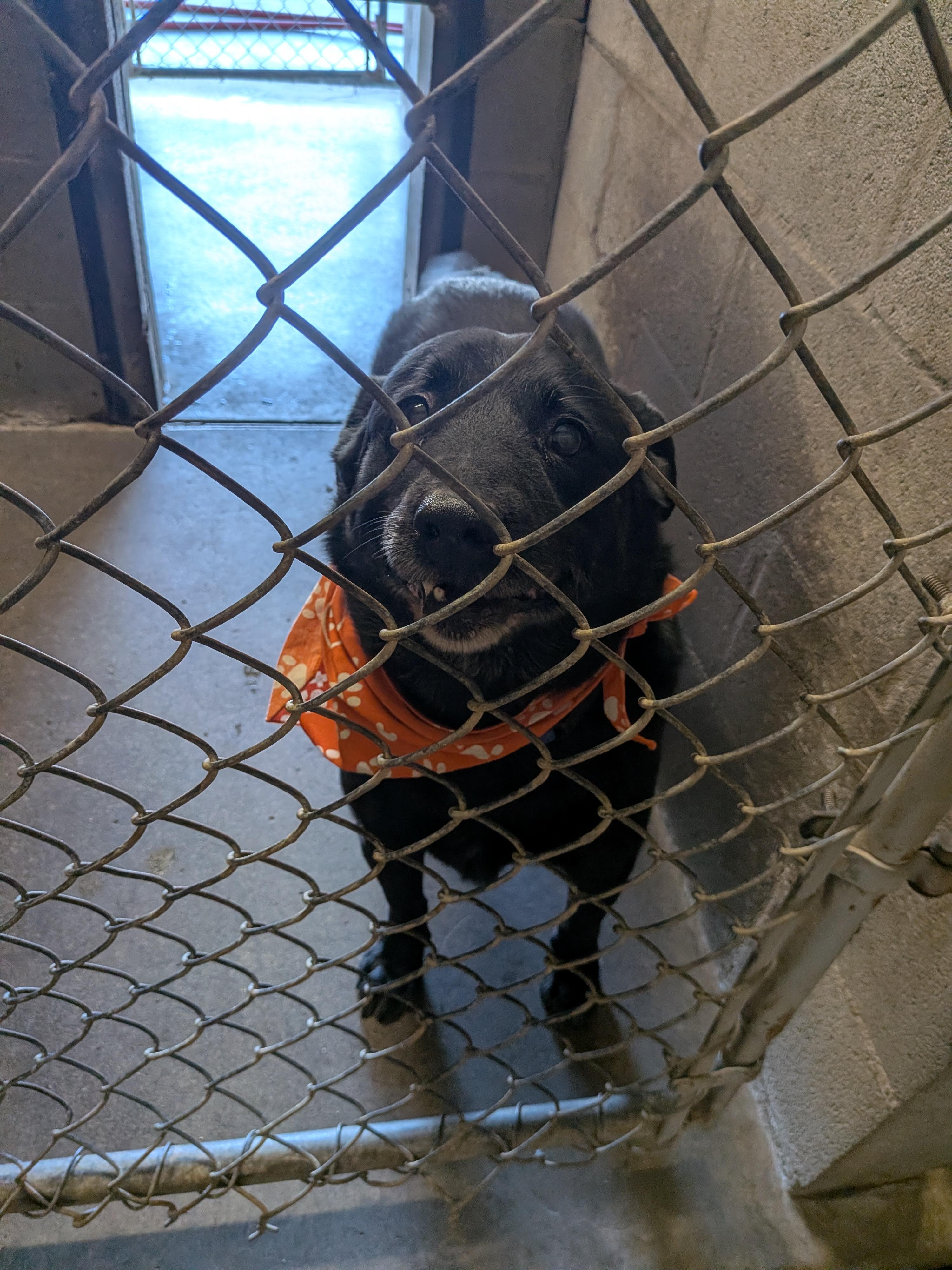 Timber, Adoptable, Adult Female Black Labrador Retriever & Australian Cattle Dog / Blue Heeler.