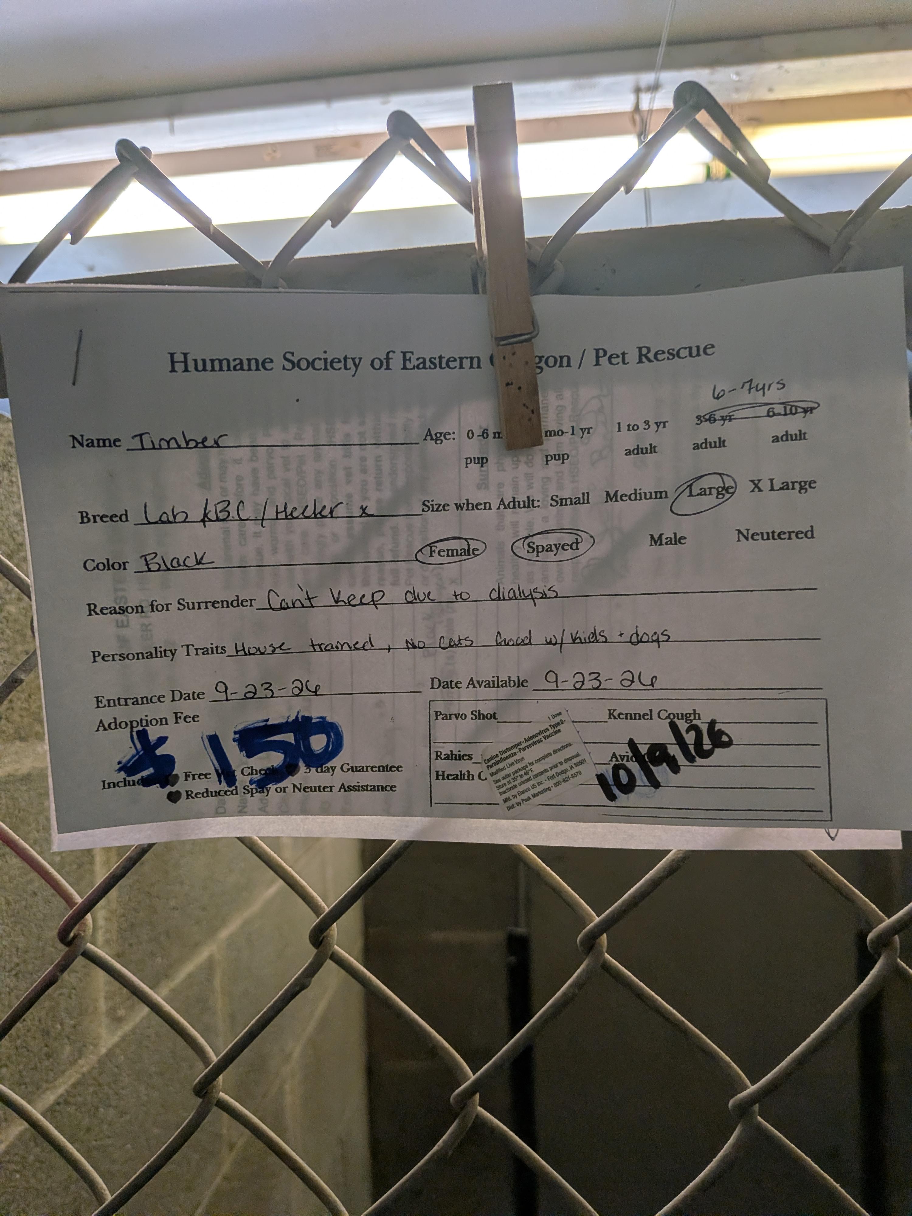 Enlarge Timber, a Adoptable mixed breed in Hermiston, OR image 3/3