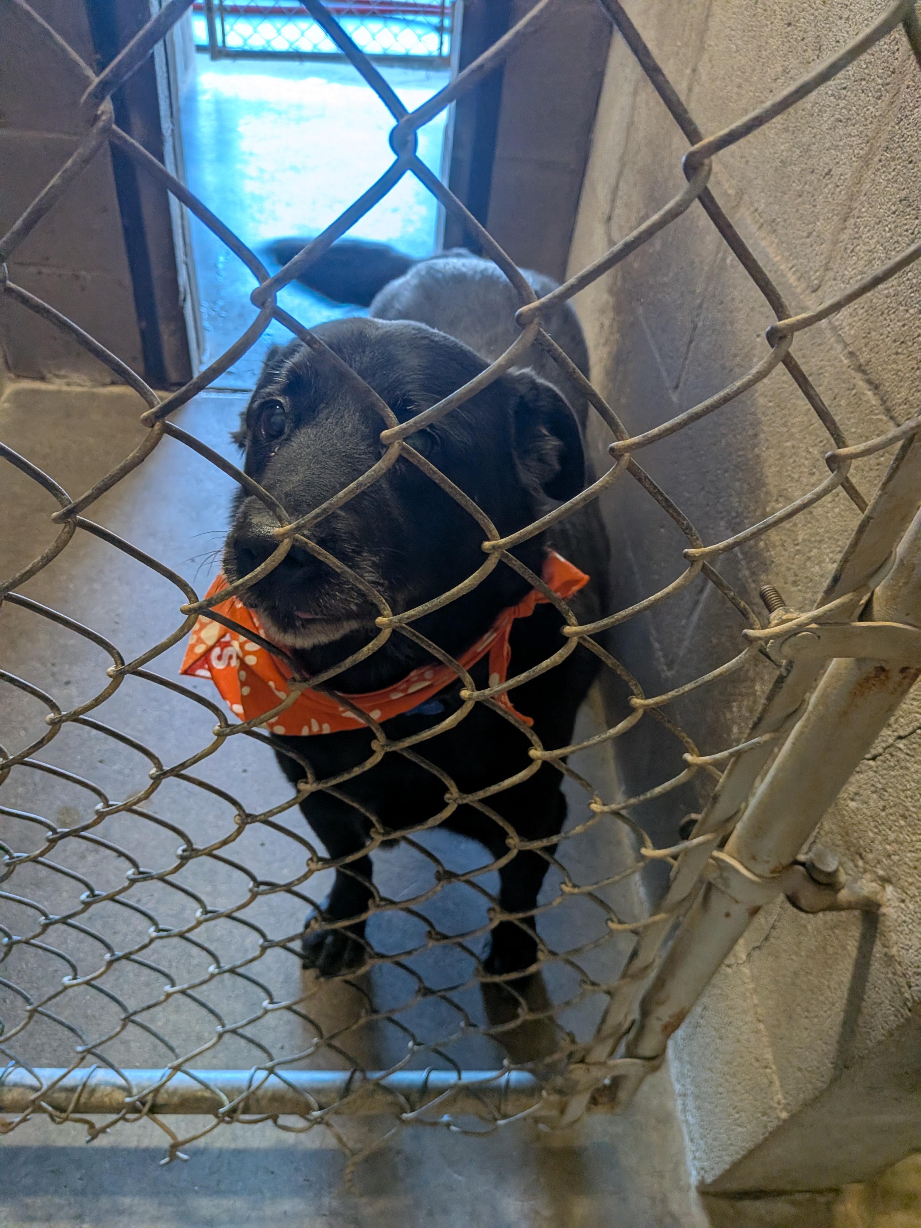 Enlarge Timber, a Adoptable mixed breed in Hermiston, OR image 2/3