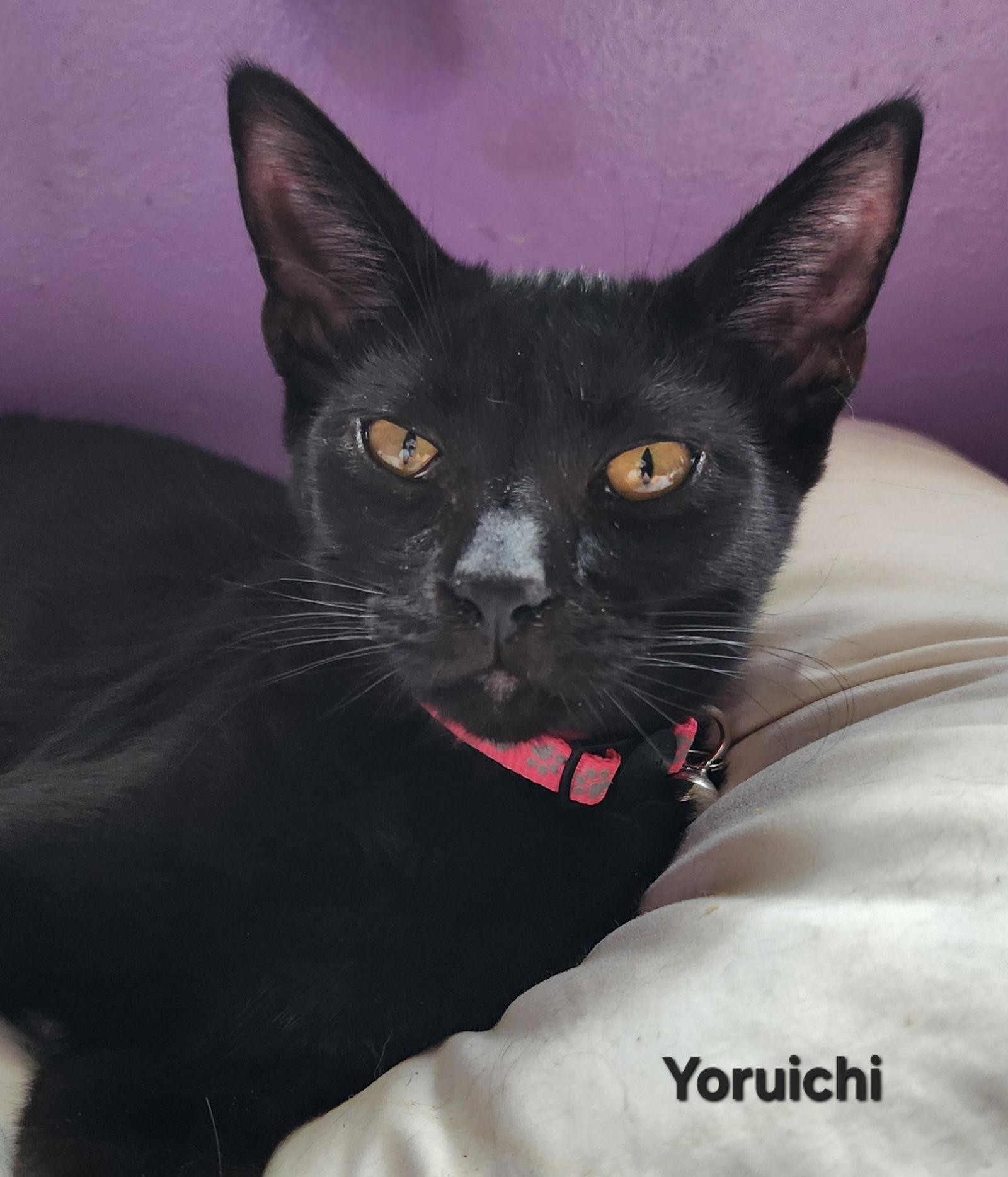 Yoruichi, Adoptable, Kitten Female Domestic Short Hair.
