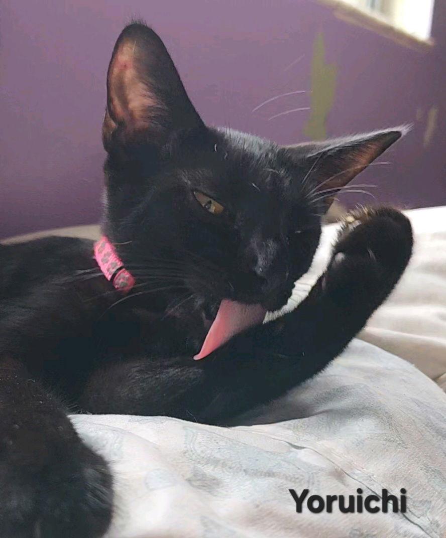 Enlarge Yoruichi, a Adoptable Domestic Short Hair in Longwood, FL image 2/3