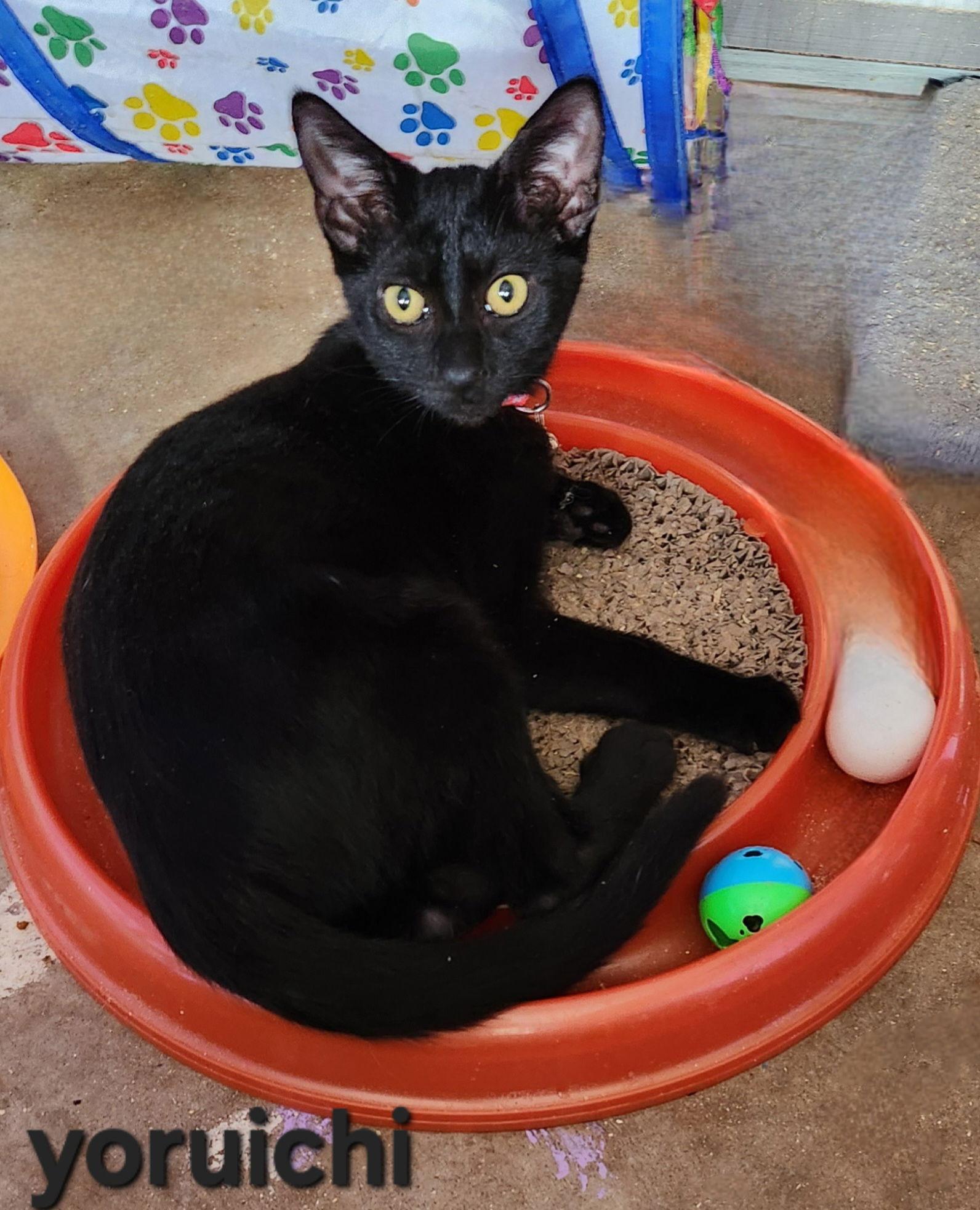 Enlarge Yoruichi, a Adoptable Domestic Short Hair in Longwood, FL image 3/3