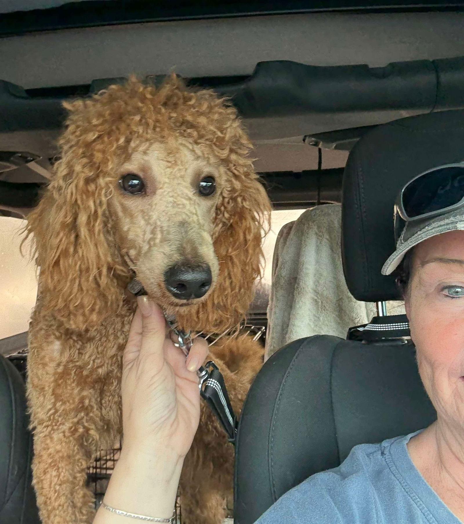 Mango Red, Adopted, Young Male Poodle.