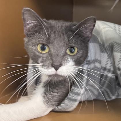 Juicy Fruit $25, a Adoptable mixed breed in Seneca, SC image 1/3