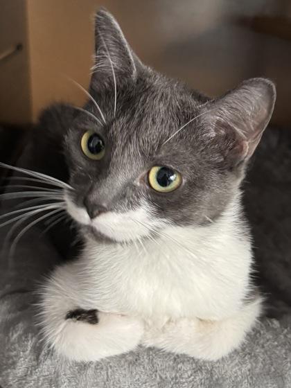 Juicy Fruit $25, a Adoptable mixed breed in Seneca, SC image 2/3