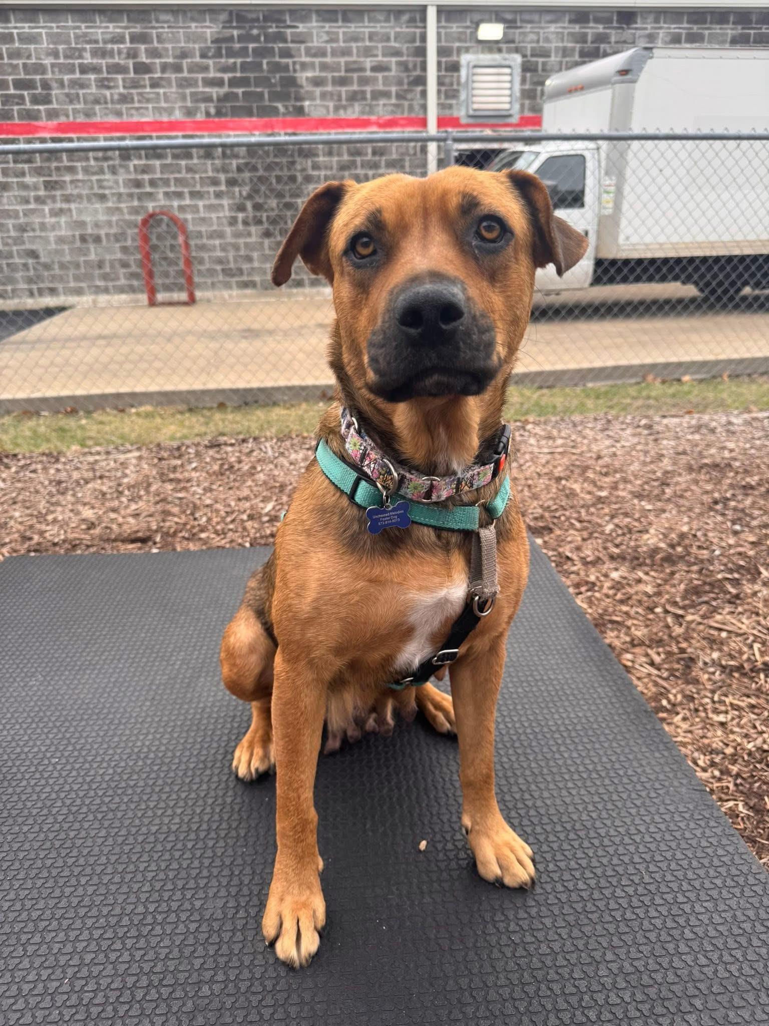 Snowflake, a ADOPTABLE mixed breed in Columbia, MO image 3/6