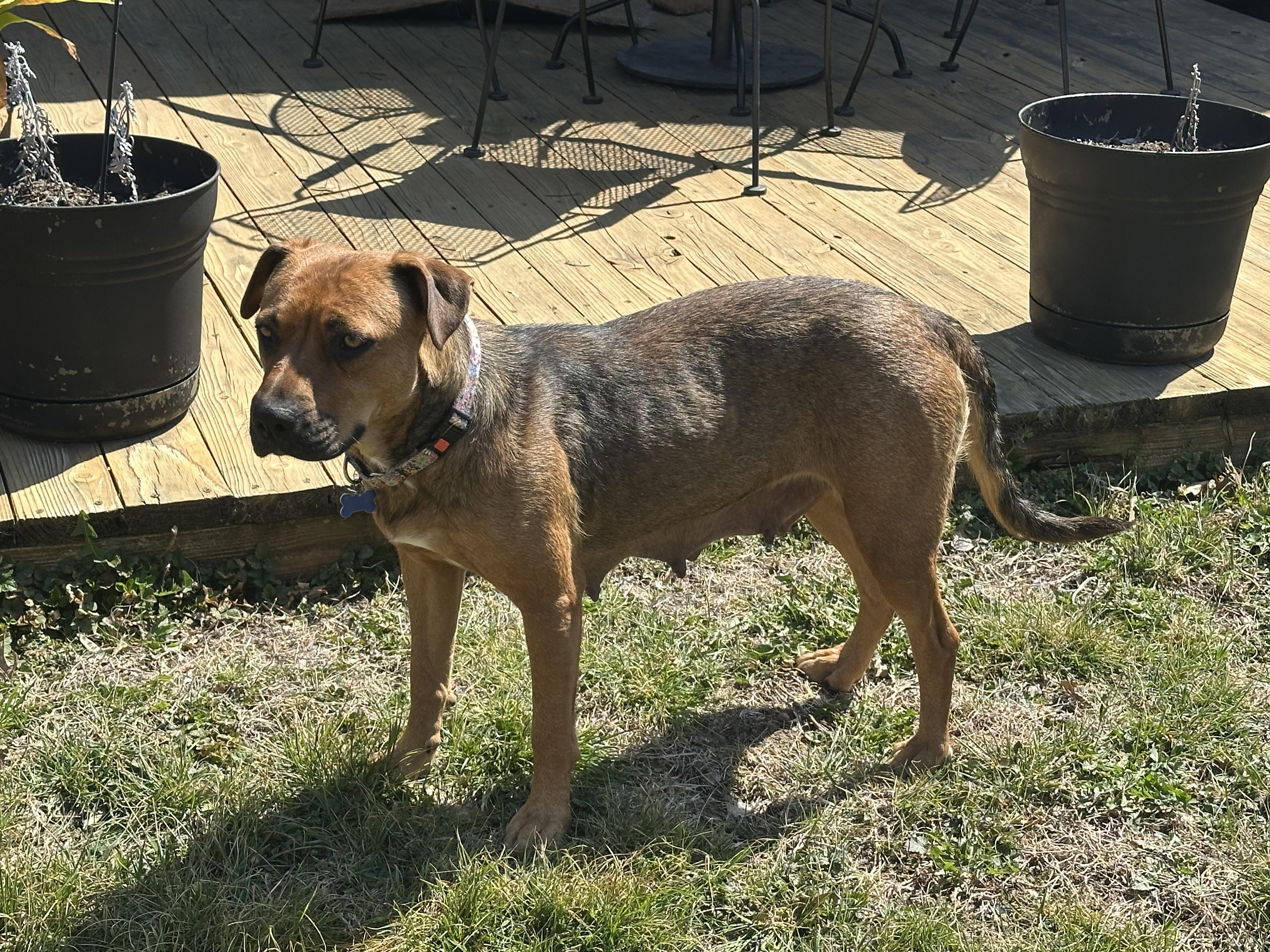 Snowflake, a ADOPTABLE mixed breed in Columbia, MO image 5/6