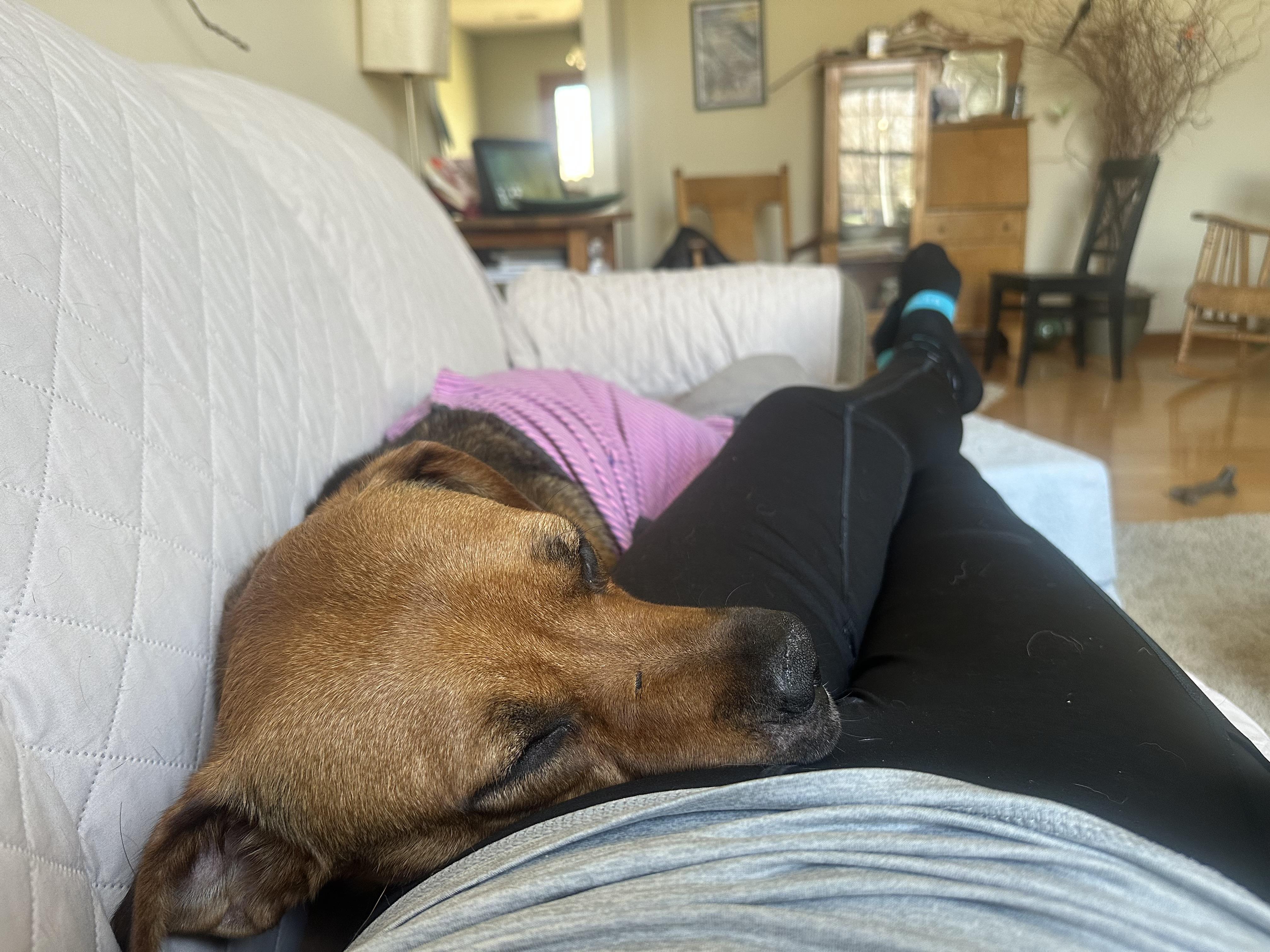 Snowflake, a ADOPTABLE mixed breed in Columbia, MO image 4/6