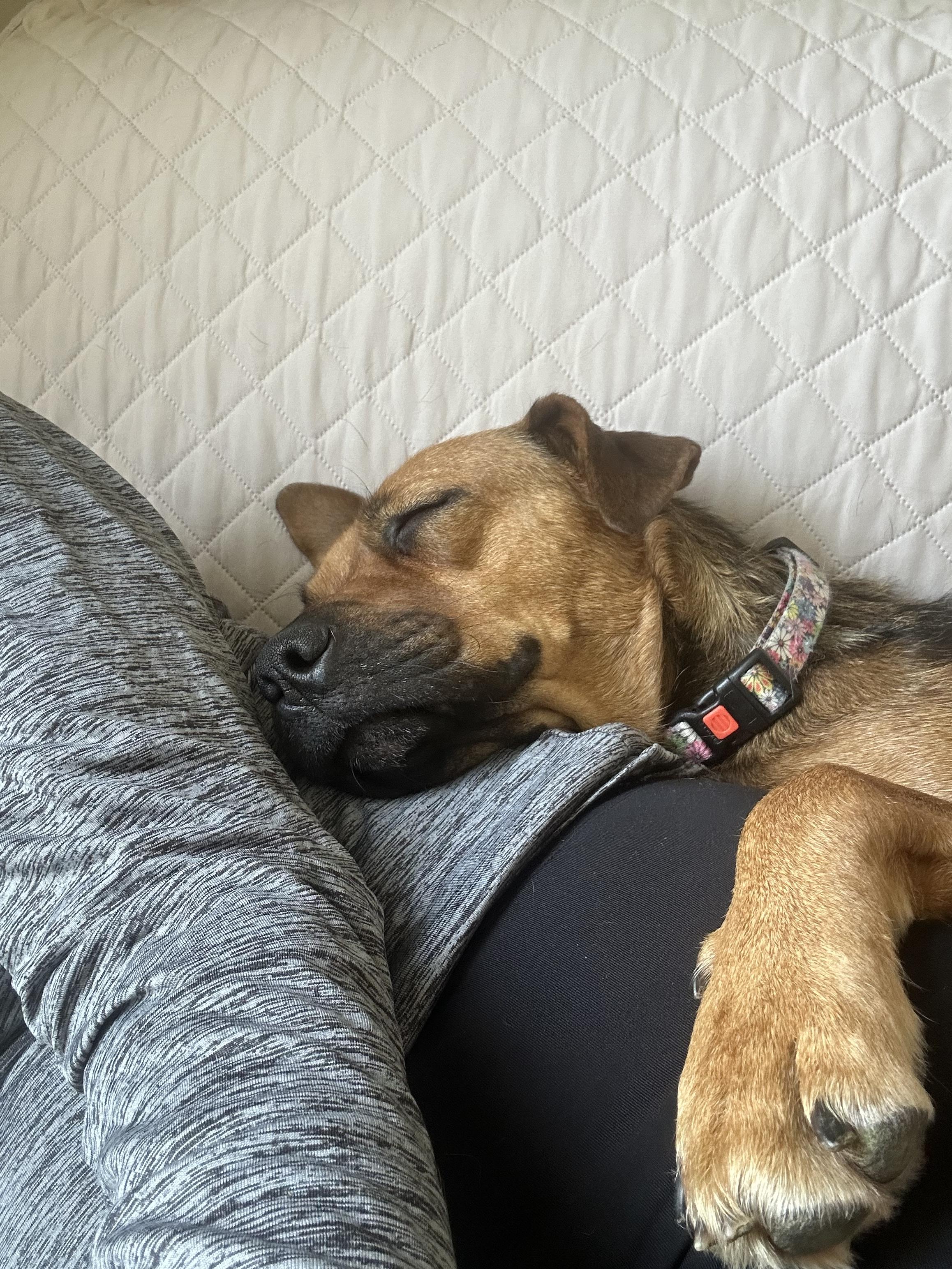 Snowflake, a ADOPTABLE mixed breed in Columbia, MO image 6/6