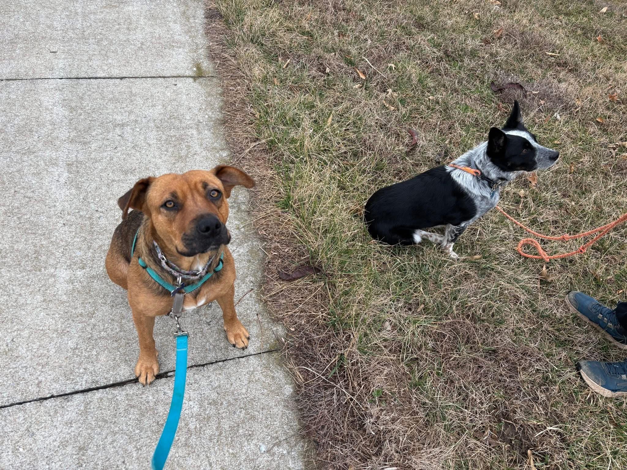 Snowflake, a ADOPTABLE mixed breed in Columbia, MO image 2/6