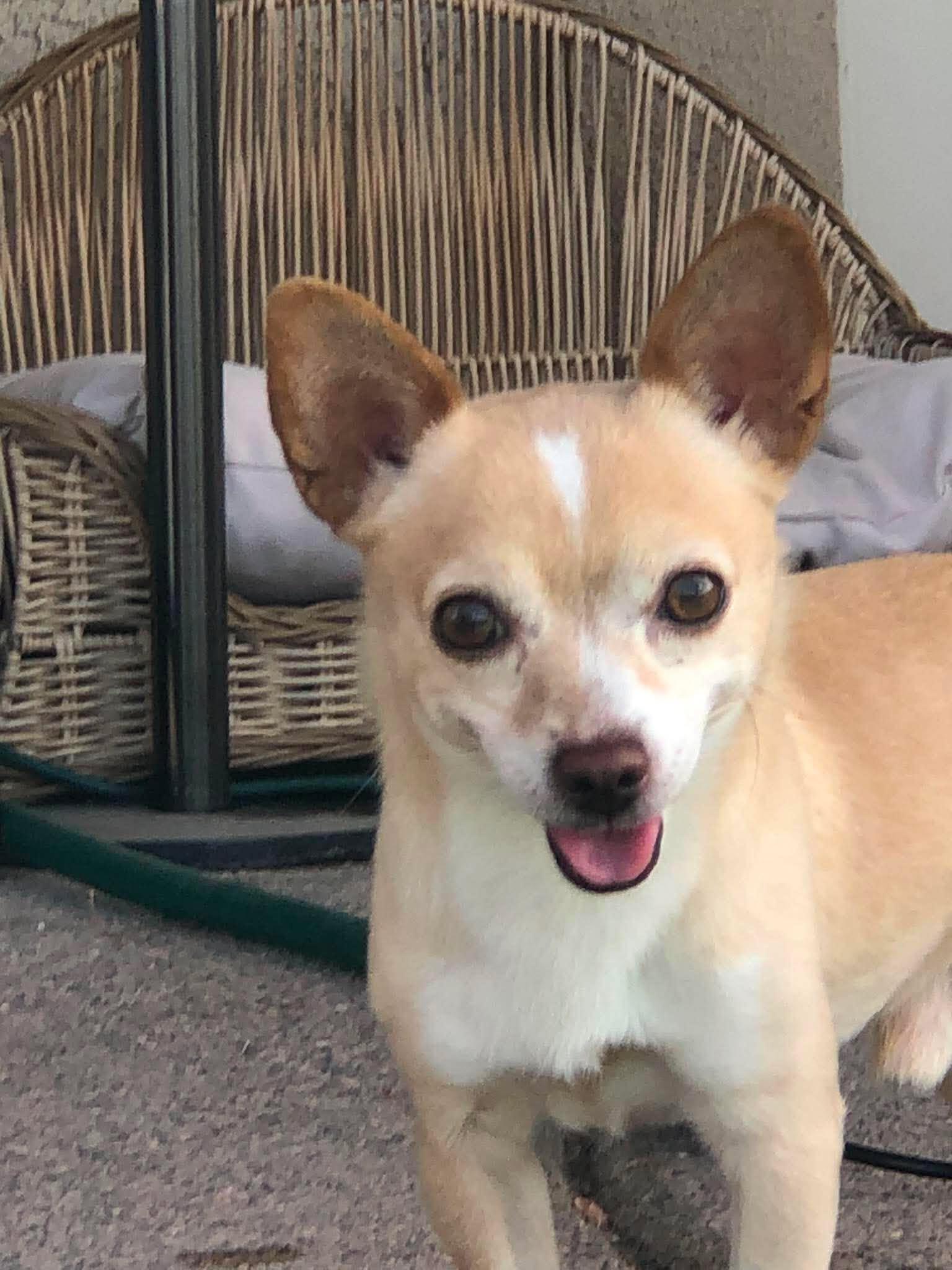 Cory, ADOPTABLE, Adult Male Chihuahua.
