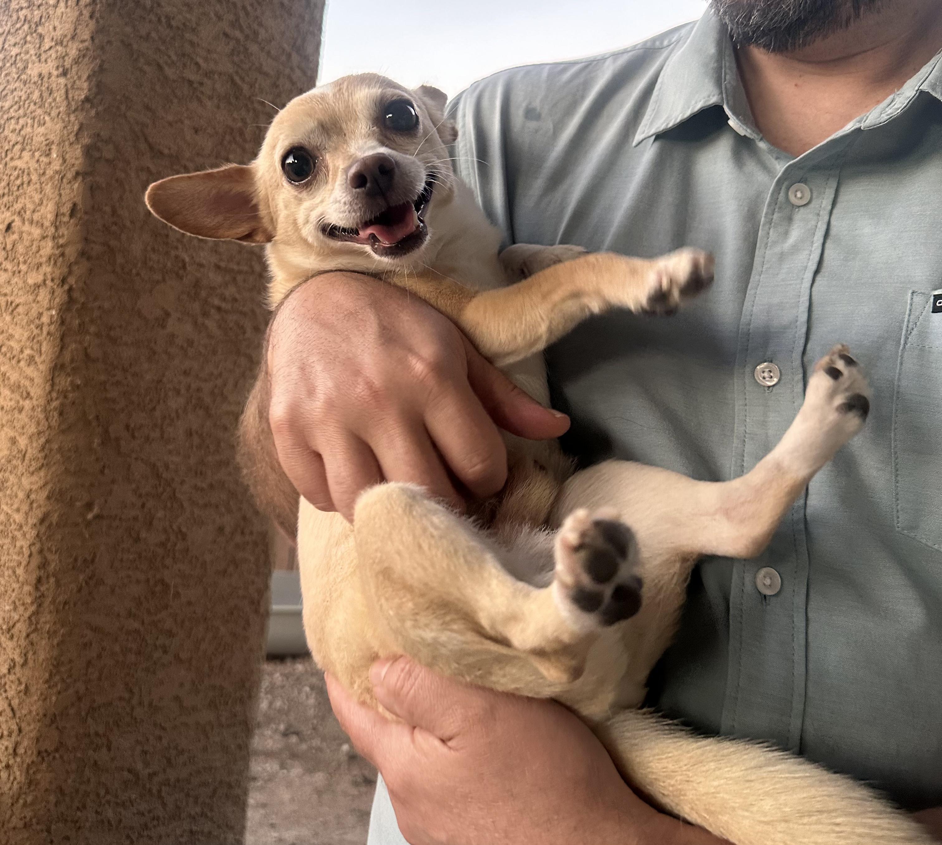 Enlarge Cory, a Adoptable Chihuahua in Las Vegas, NV image 1/6