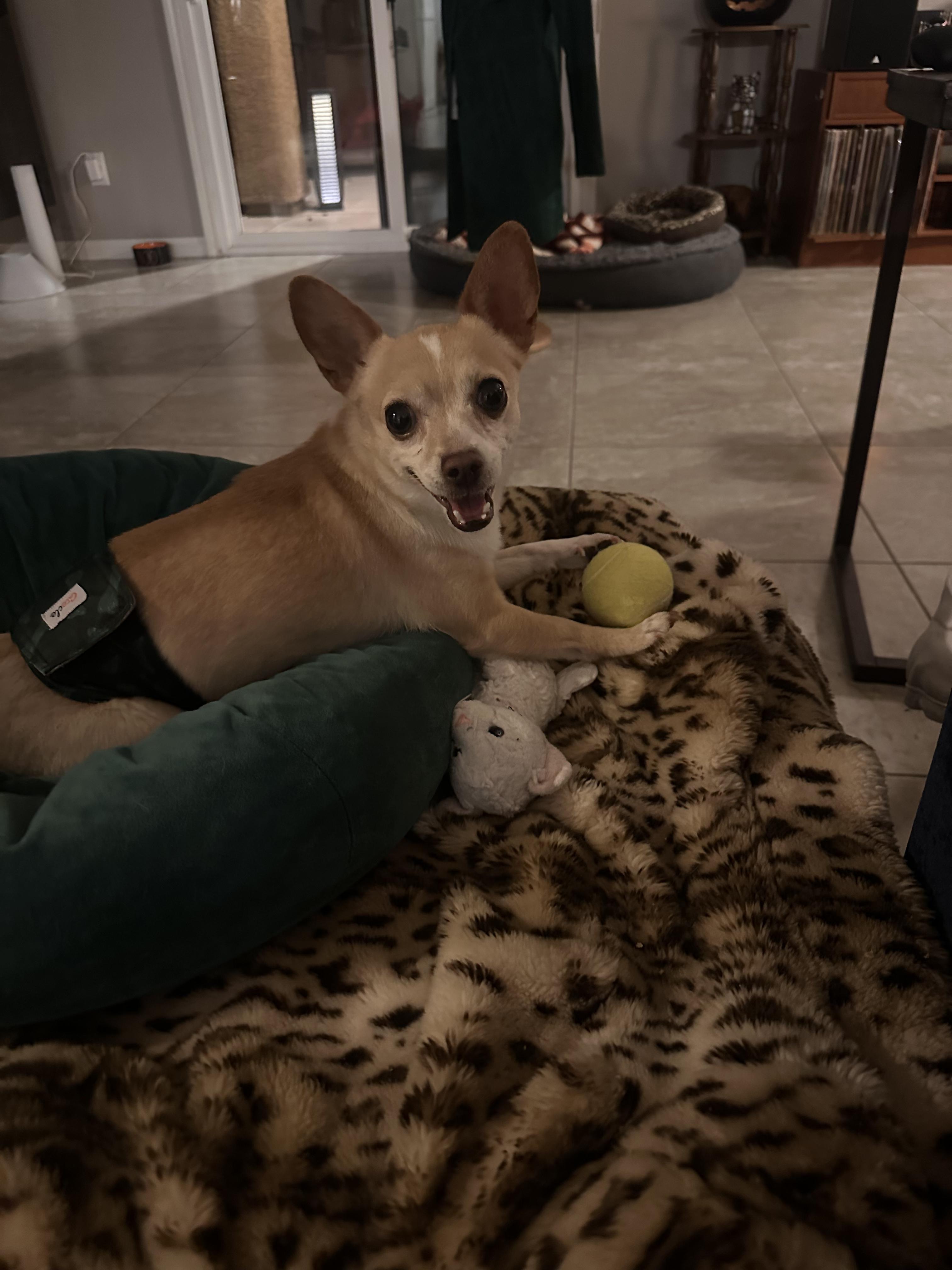 Enlarge Cory, a Adoptable Chihuahua in Las Vegas, NV image 6/6