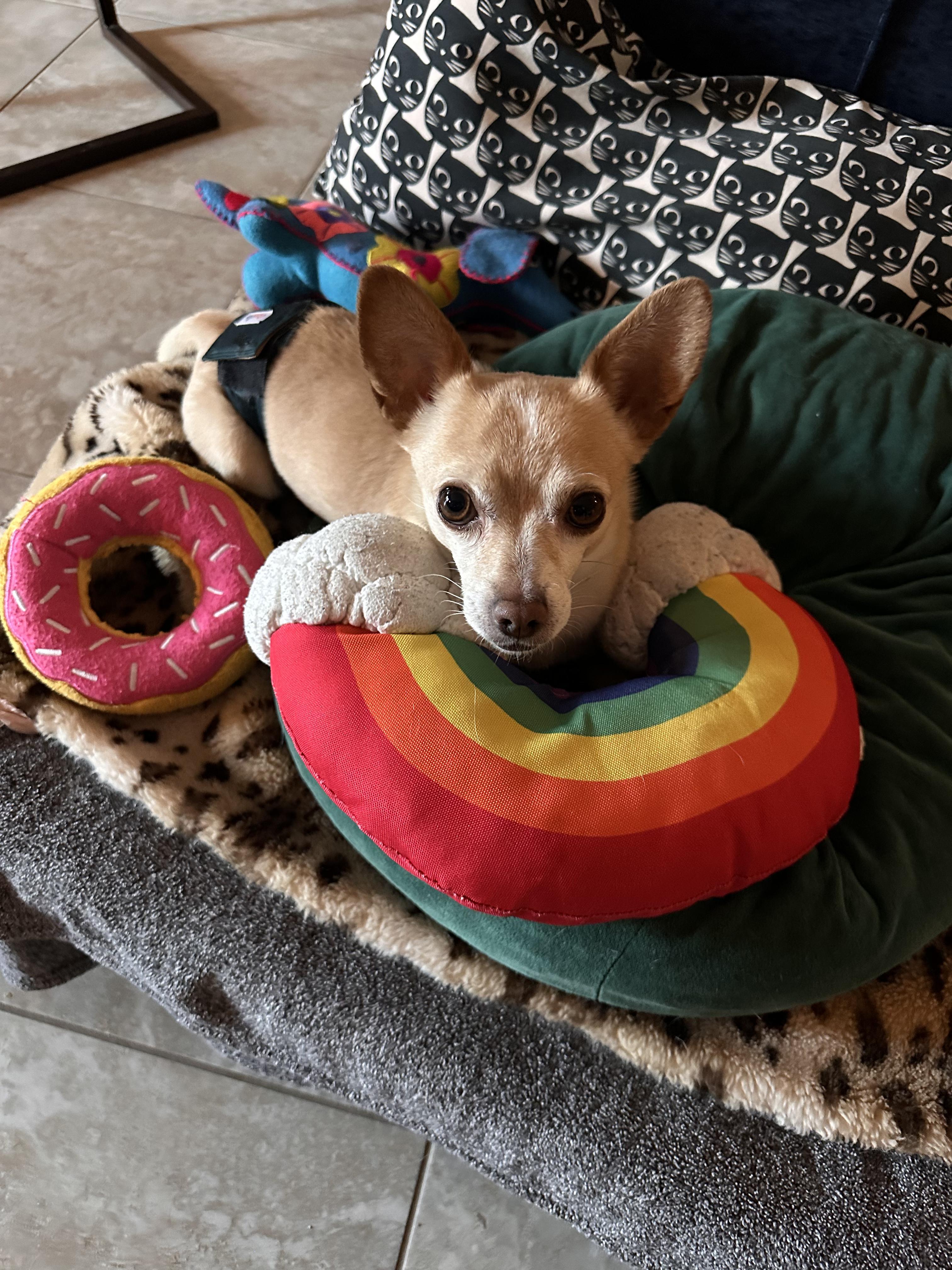 Enlarge Cory, a Adoptable Chihuahua in Las Vegas, NV image 5/6