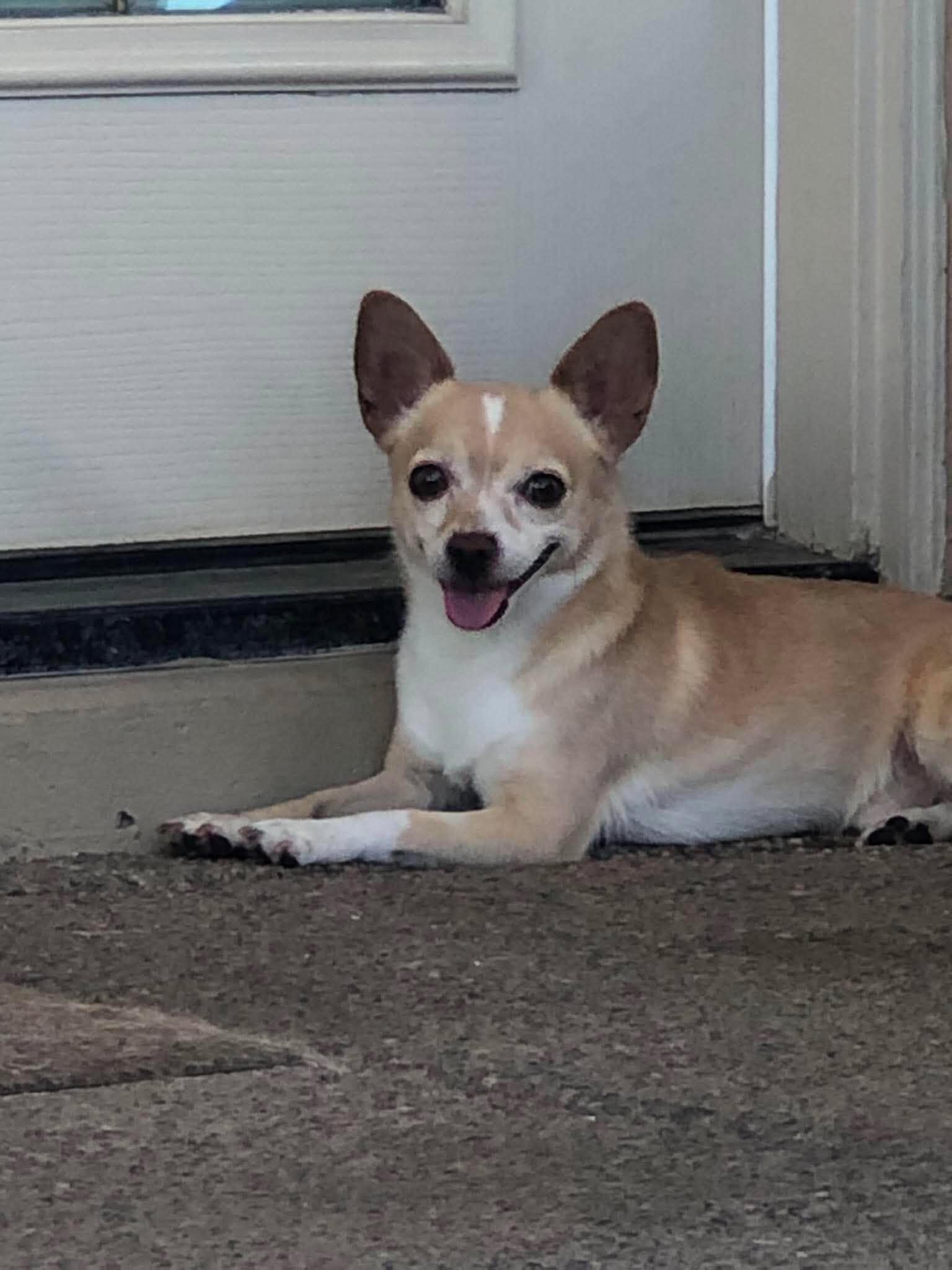 Cory, a ADOPTABLE Chihuahua in Las Vegas, NV image 4/6