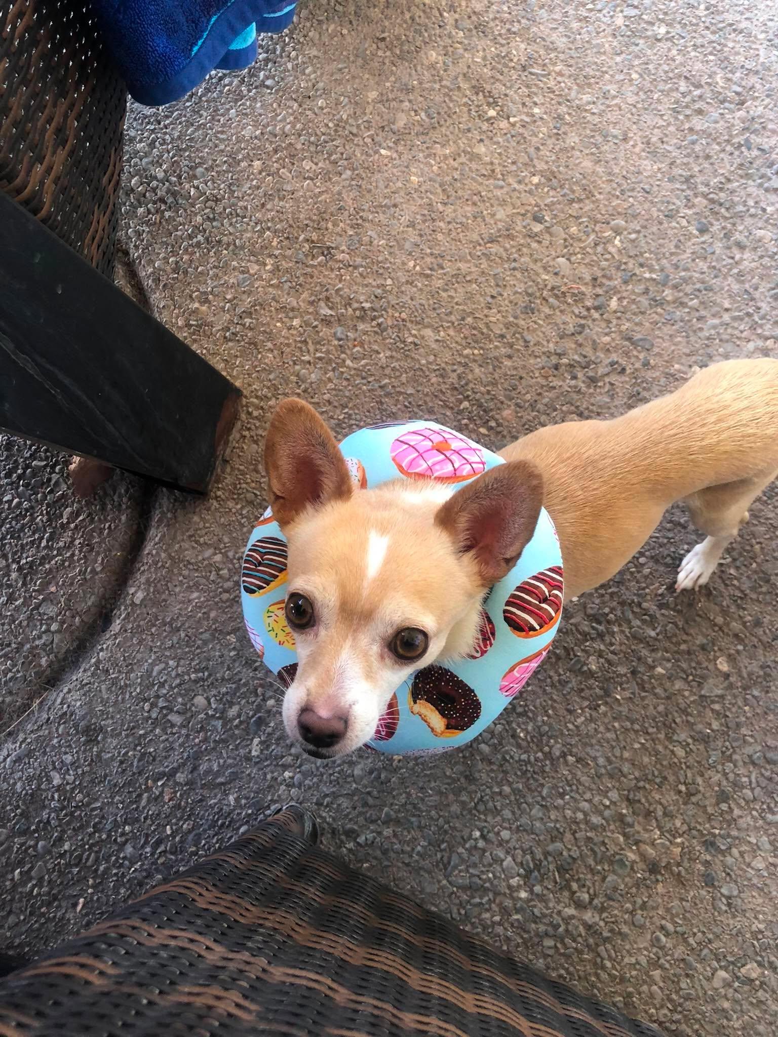 Cory, a ADOPTABLE Chihuahua in Las Vegas, NV image 6/6