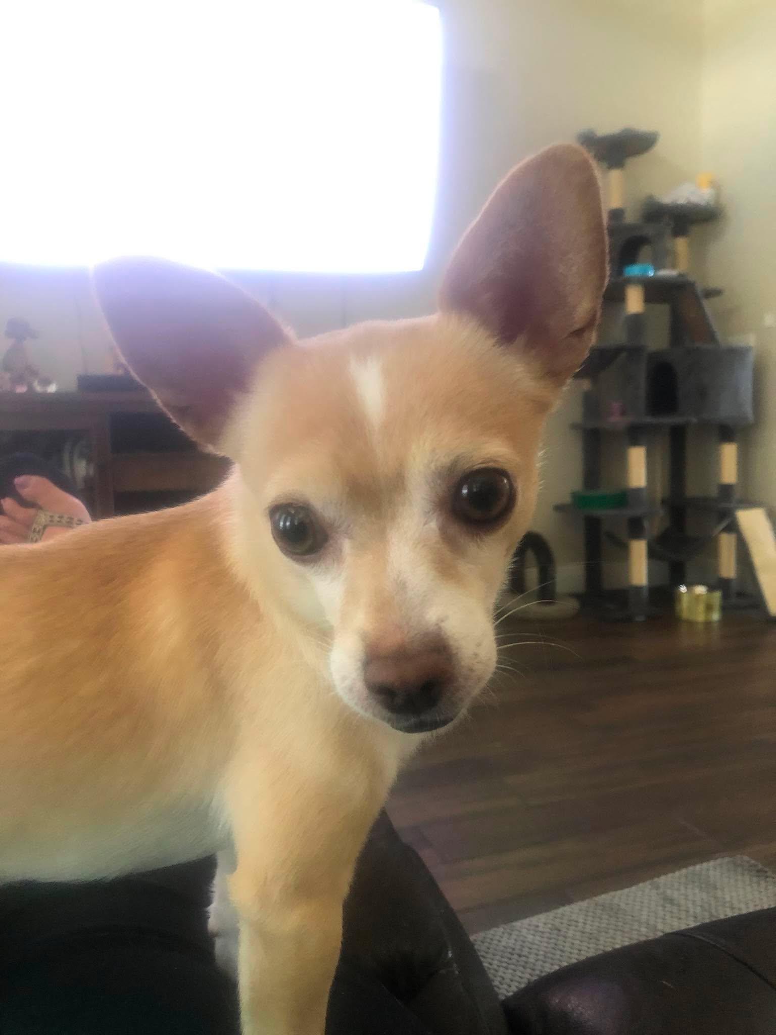 Cory, a ADOPTABLE Chihuahua in Las Vegas, NV image 2/6