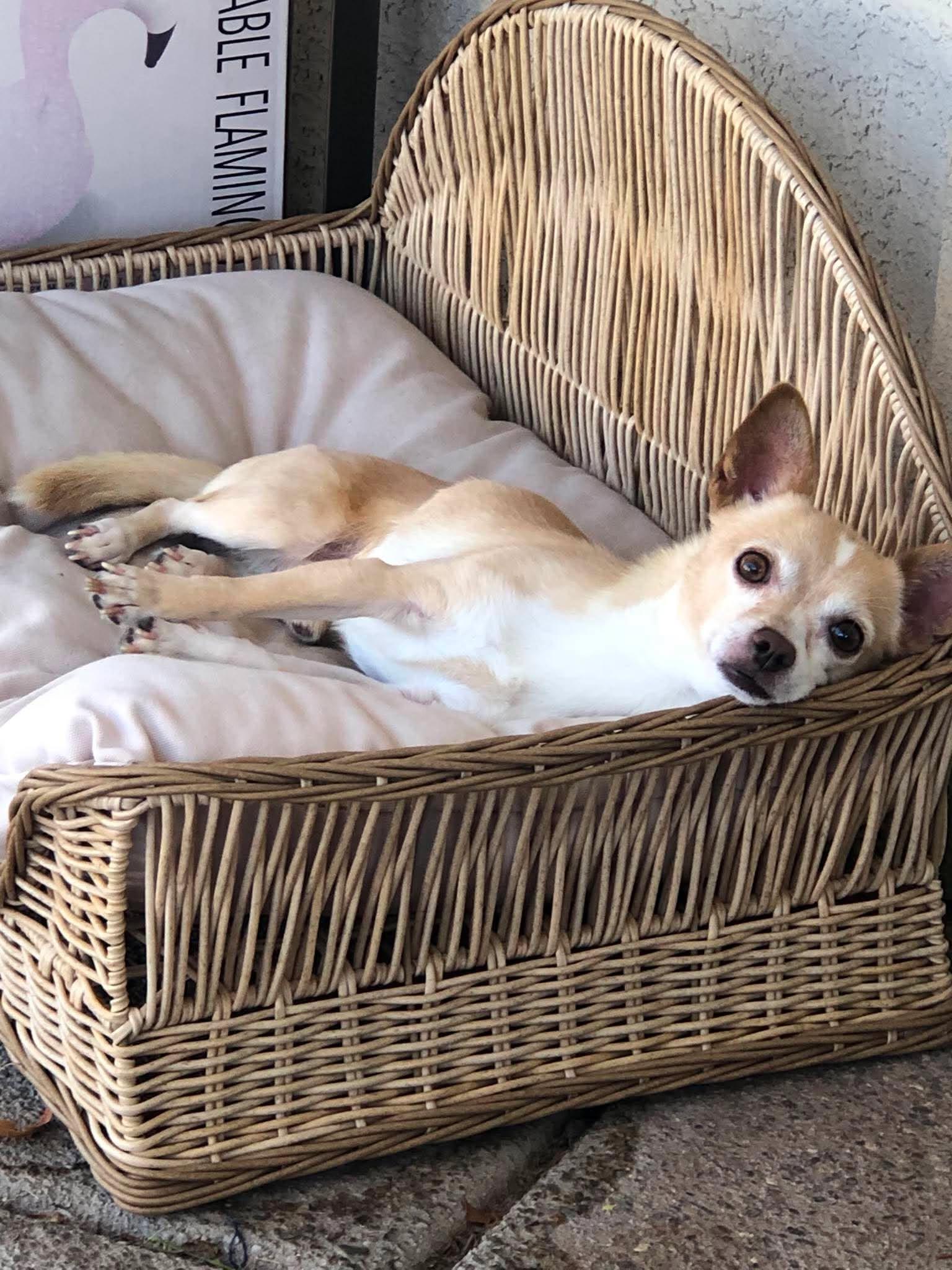 Cory, a ADOPTABLE Chihuahua in Las Vegas, NV image 3/6