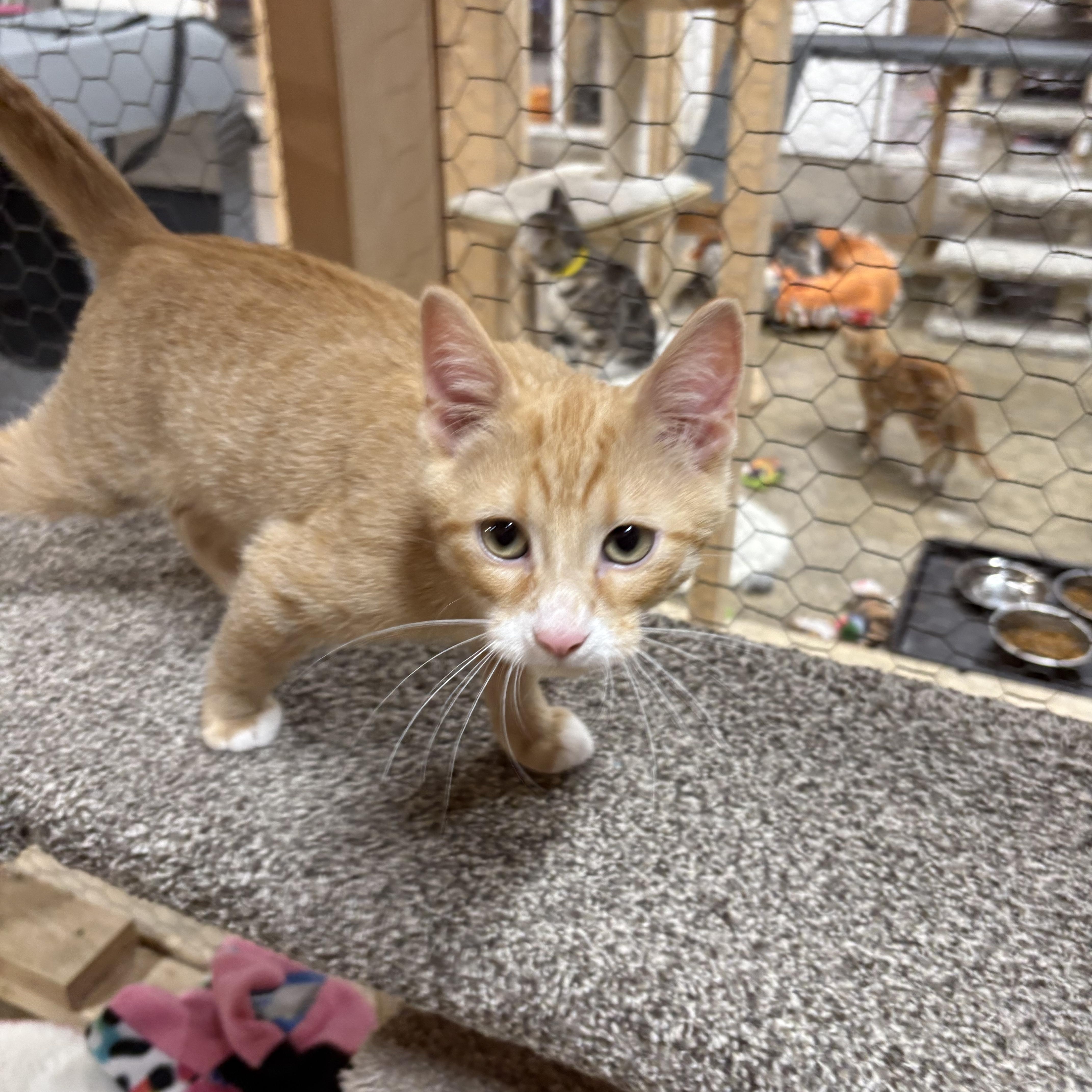 Ringo, an adopted Domestic Short Hair in Faribault, MN image 1/2