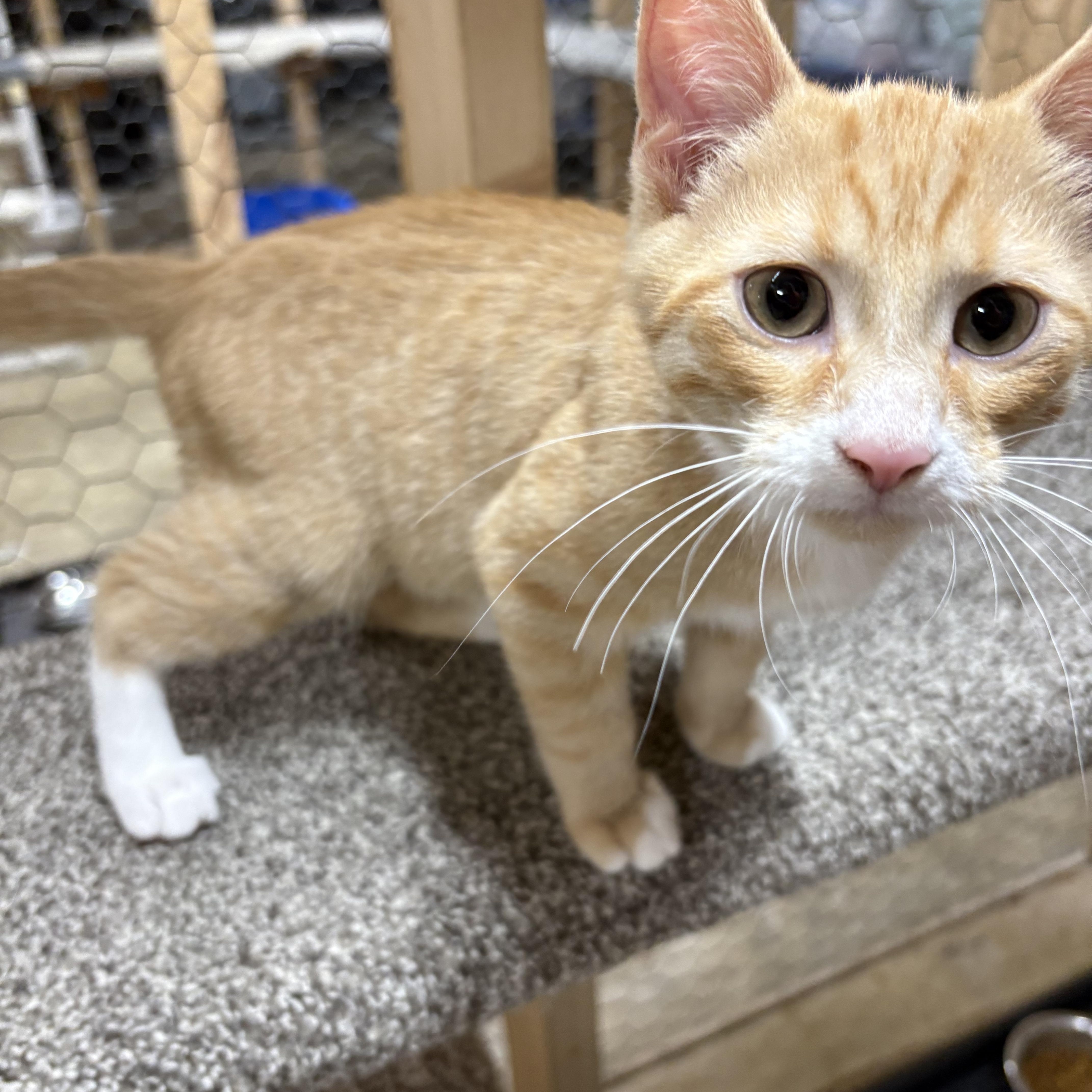 Ringo, an adopted Domestic Short Hair in Faribault, MN image 2/2