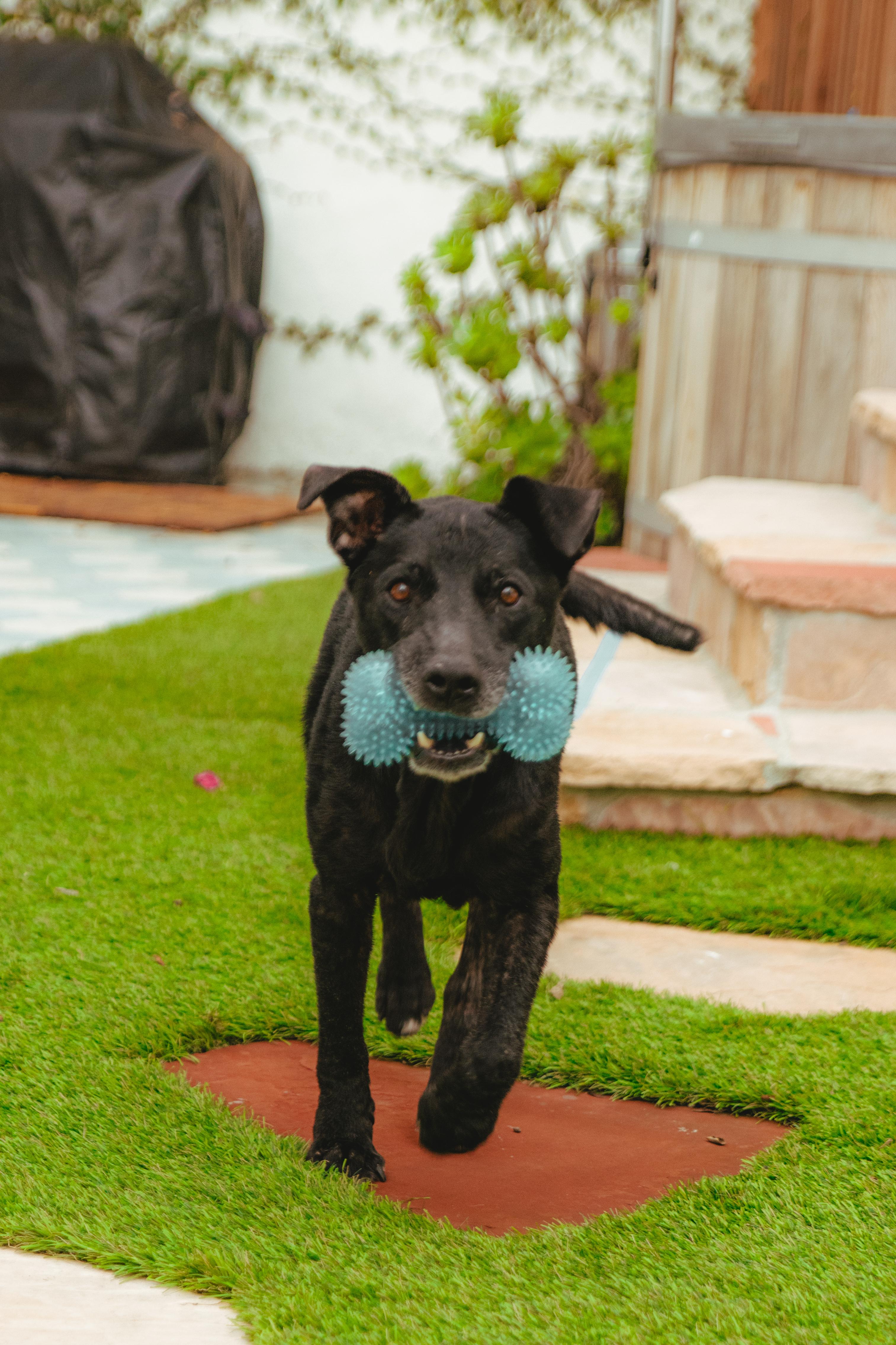 Enlarge Duncan is Available at Maison Sûre, a ADOPTABLE mixed breed in Sherman Oaks, CA image 6/6