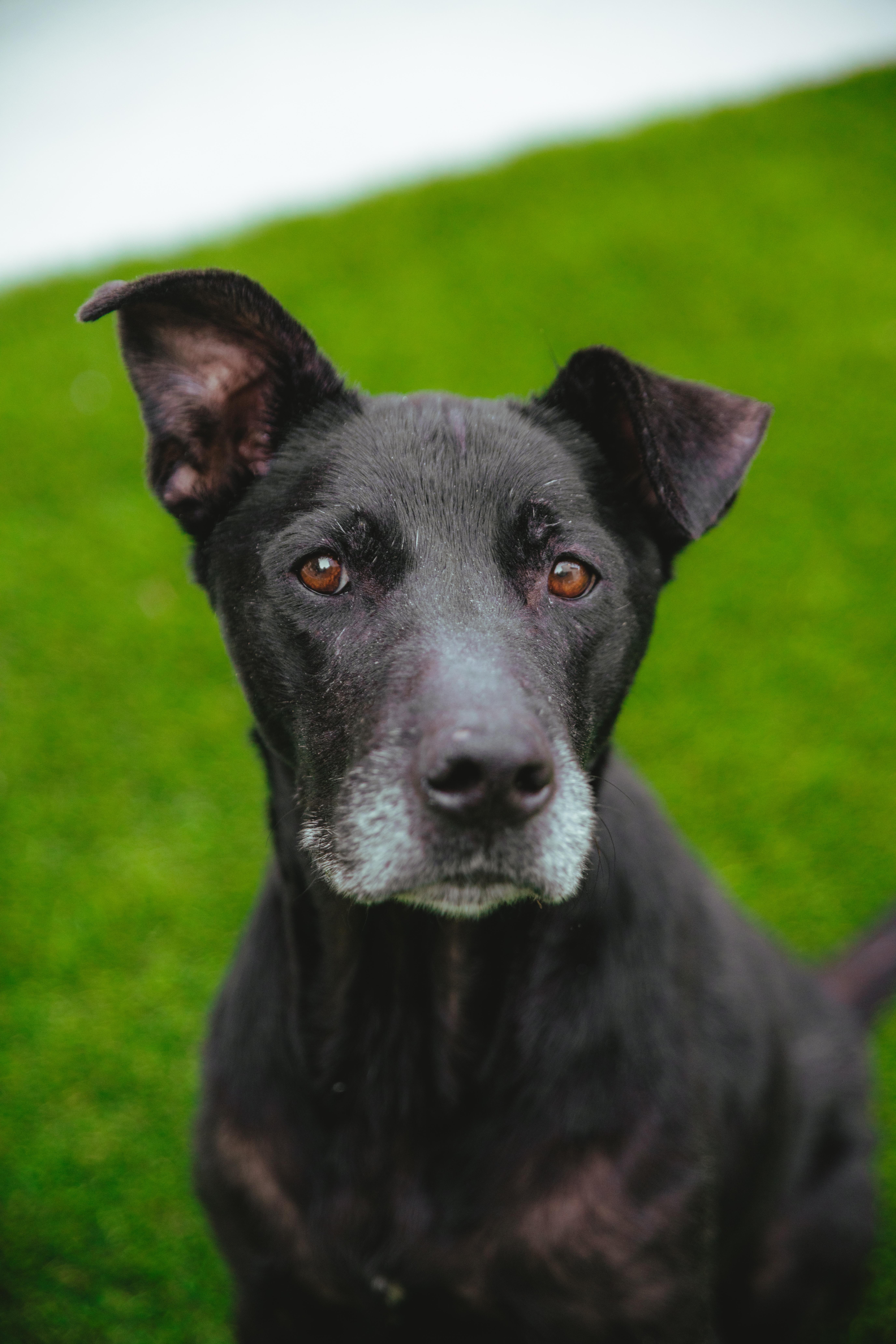 Enlarge Duncan is Available at Maison Sûre, a ADOPTABLE mixed breed in Sherman Oaks, CA image 5/6