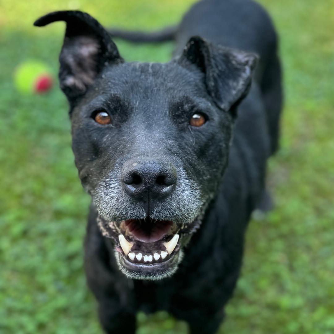 Enlarge Duncan is Available at Maison Sûre, a ADOPTABLE mixed breed in Sherman Oaks, CA image 1/6