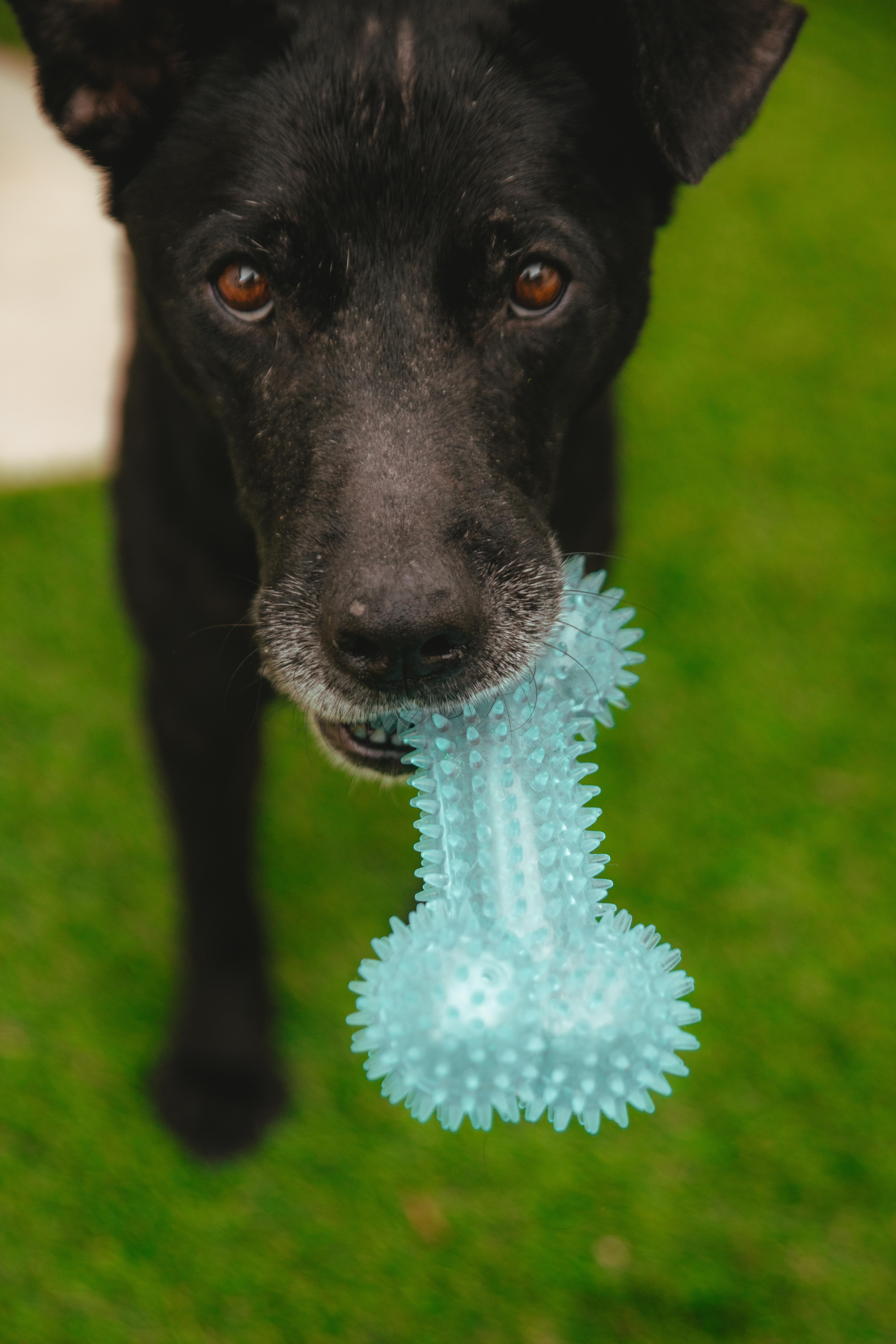 Enlarge Duncan is Available at Maison Sûre, a ADOPTABLE mixed breed in Sherman Oaks, CA image 2/6