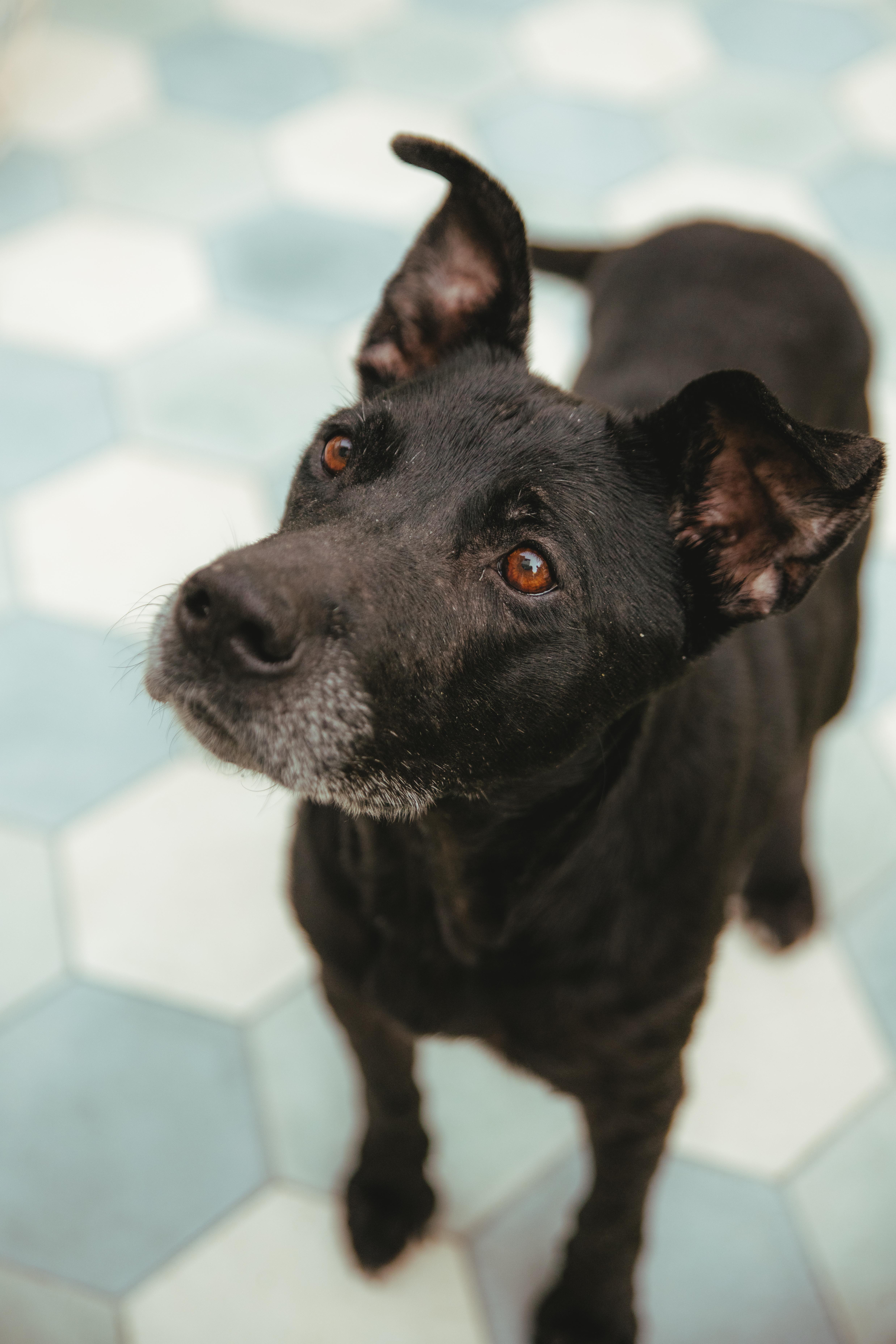 Enlarge Duncan is Available at Maison Sûre, a ADOPTABLE mixed breed in Sherman Oaks, CA image 4/6