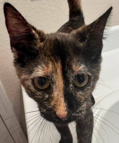Enlarge (CP) Indie, a ADOPTABLE mixed breed in North Highlands, CA image 2/2