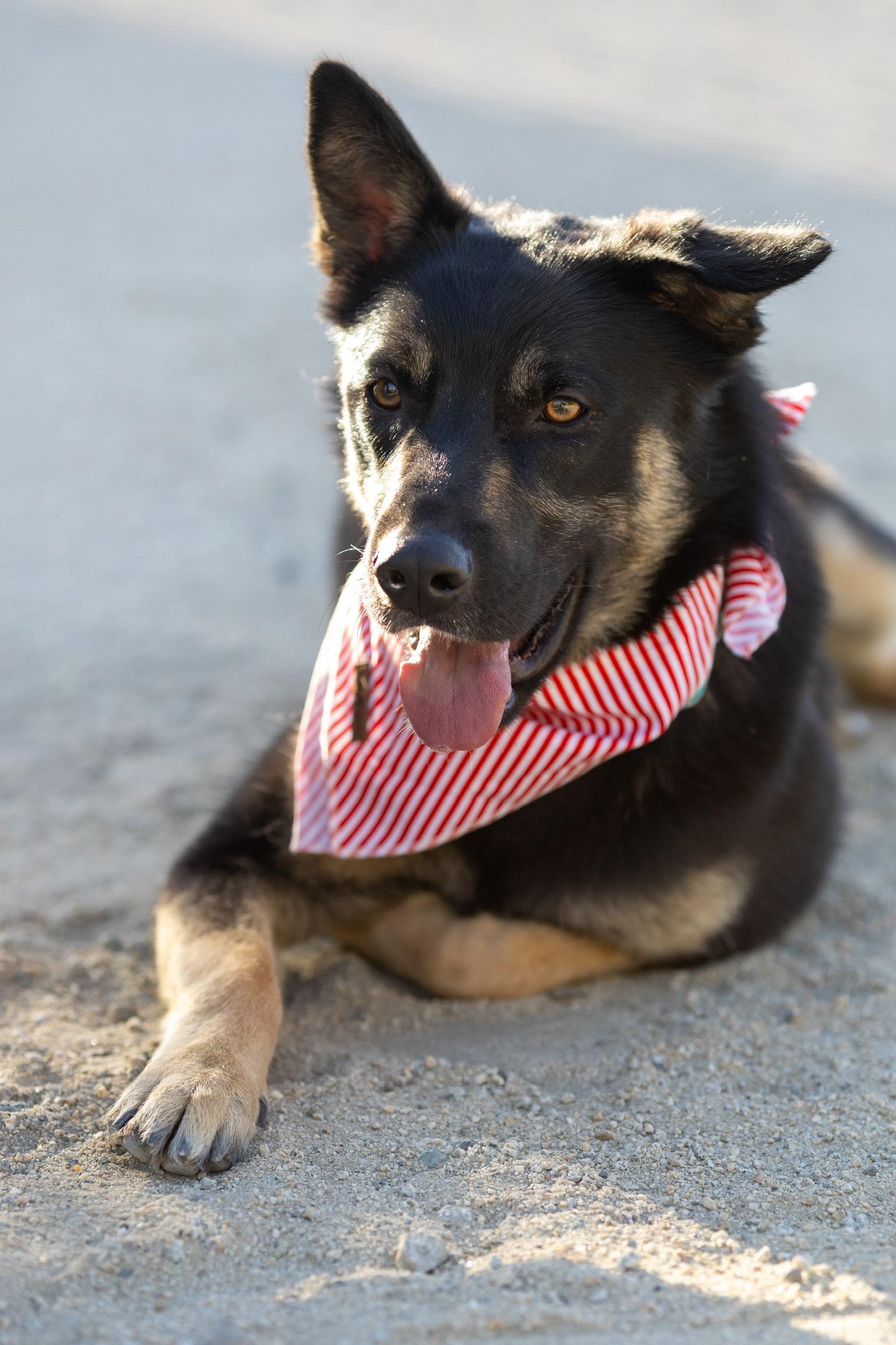 Walton Shepherd Dog