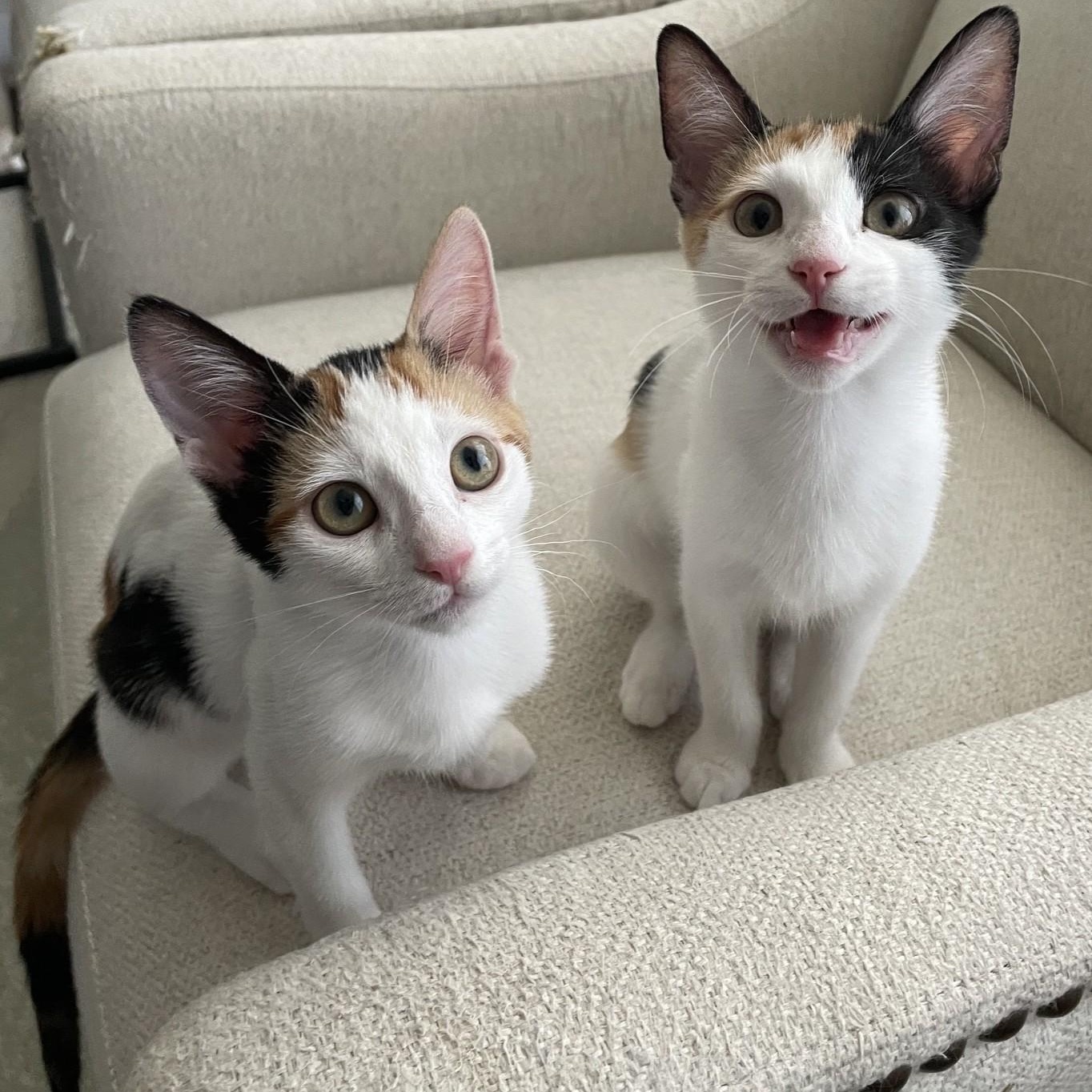 Blossom, a ADOPTABLE Calico in Honolulu, HI image 3/6