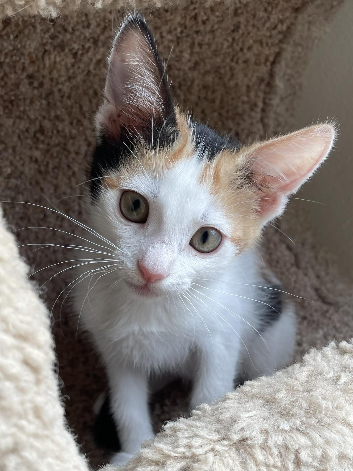 Blossom, a ADOPTABLE Calico in Honolulu, HI image 3/6