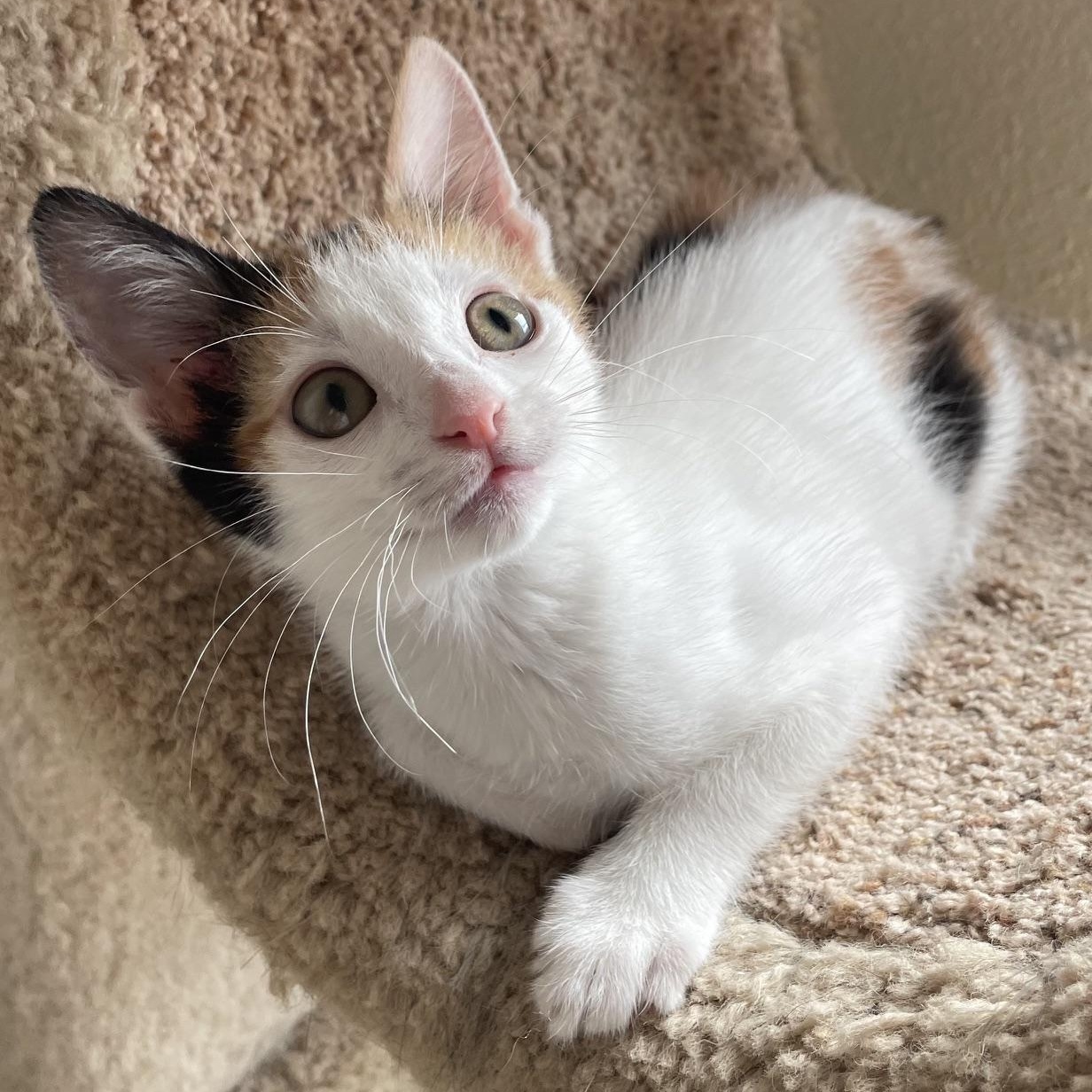 Blossom, ADOPTABLE, Kitten Female Calico.