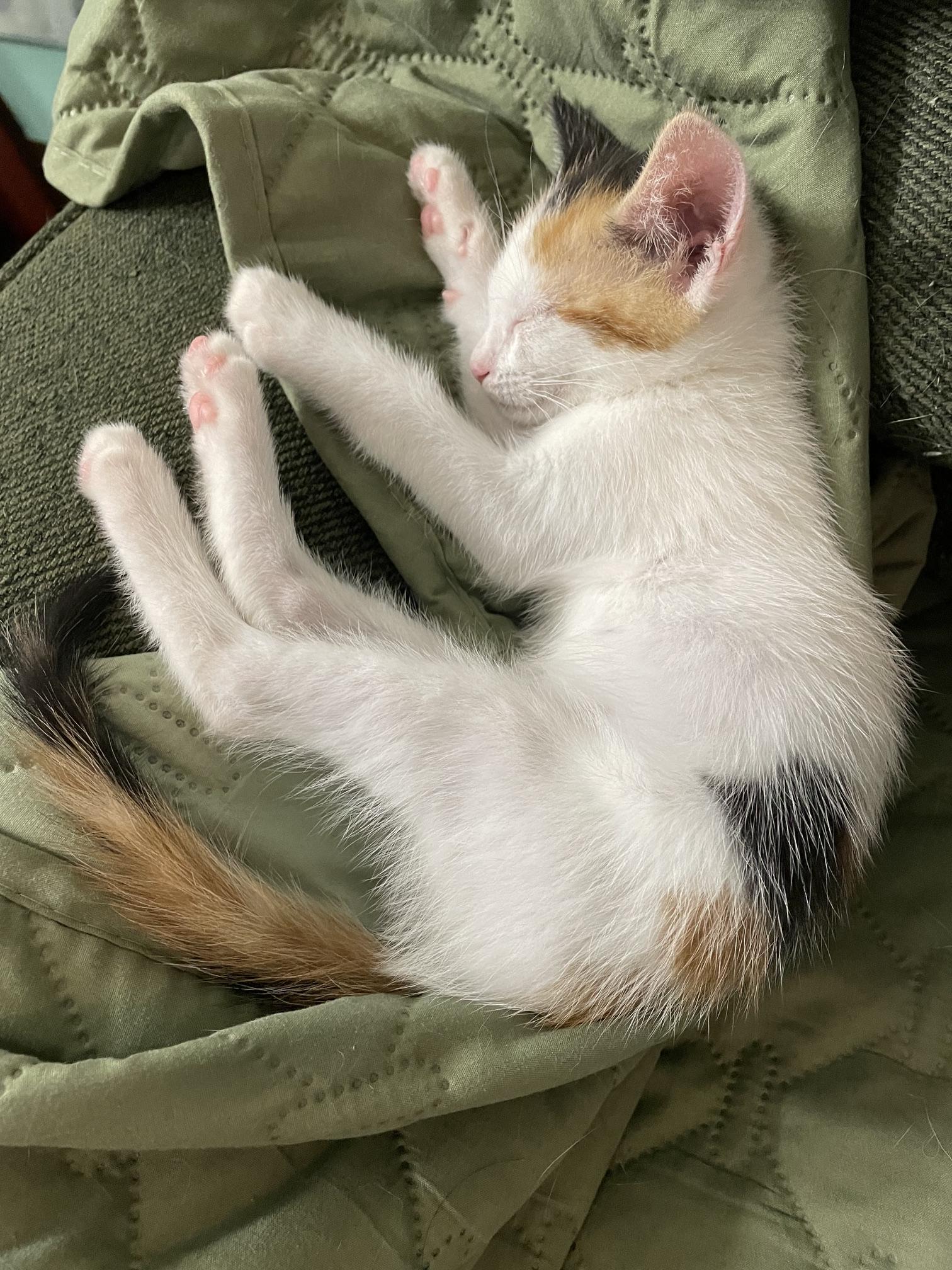 Blossom, a ADOPTABLE Calico in Honolulu, HI image 5/6