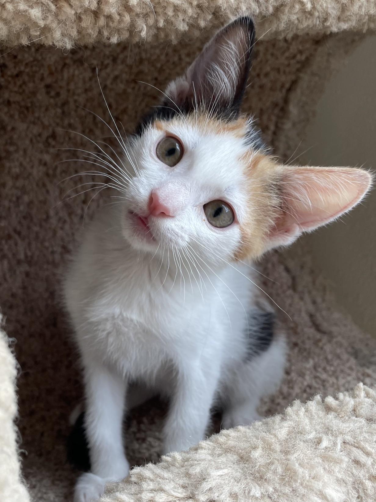 Blossom, a ADOPTABLE Calico in Honolulu, HI image 2/6