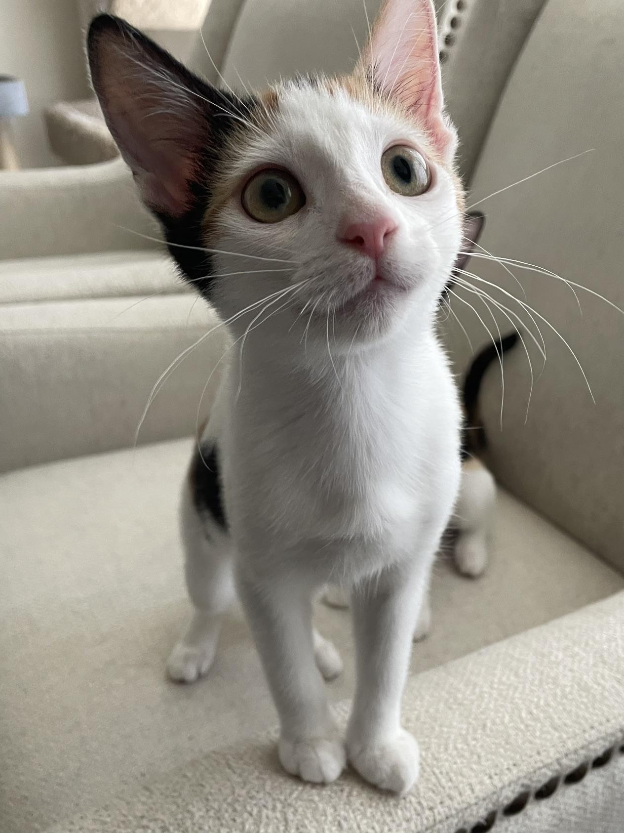 Blossom, ADOPTABLE, Kitten Female Calico.