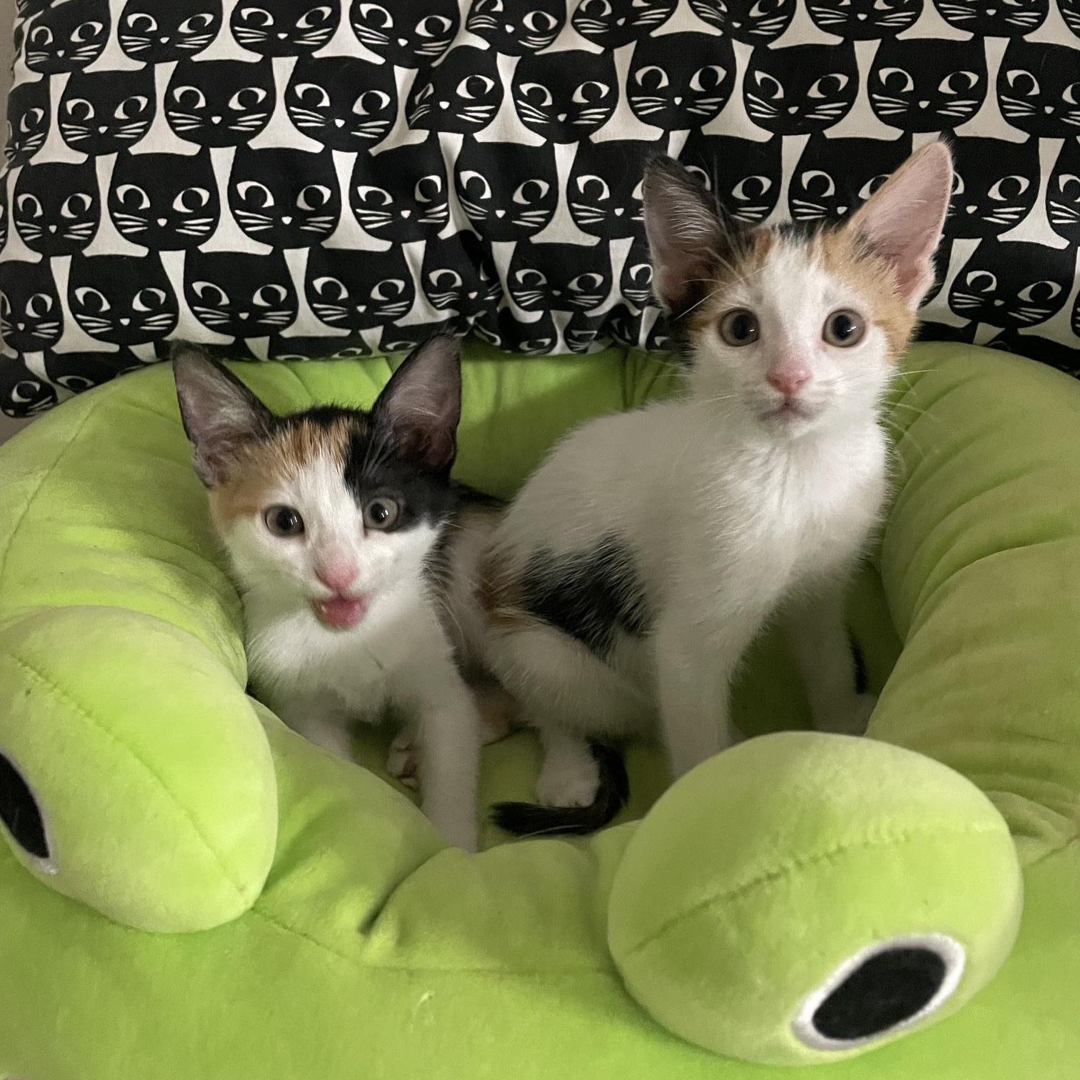 Blossom, a ADOPTABLE Calico in Honolulu, HI image 6/6